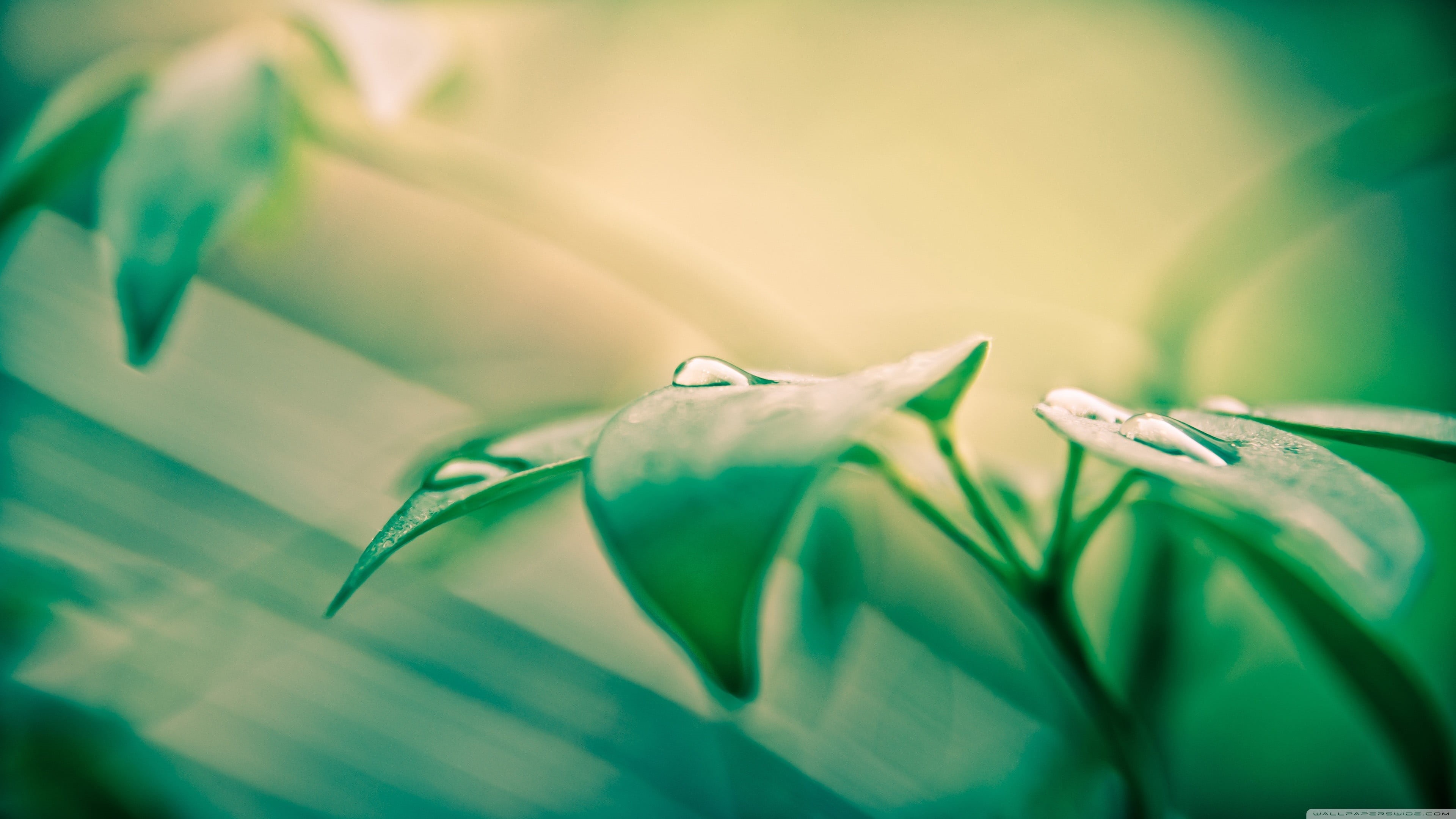 leaf, flowering plant, plant part, soft focus, plants, freshness, leaves, beauty in nature, flower, green, water, selective focus, no people, plant, close-up, HD Wallpaper