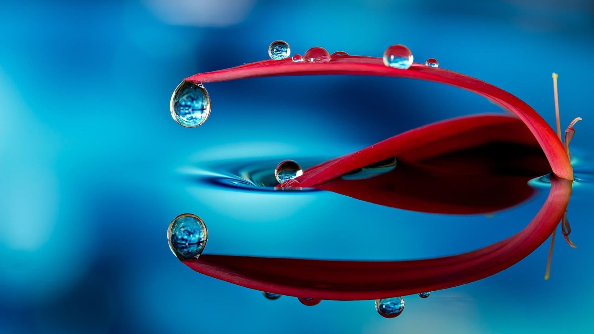 water, water drops, red, flower, 1080P, closeup, plant, drops, petaled, HD Wallpaper