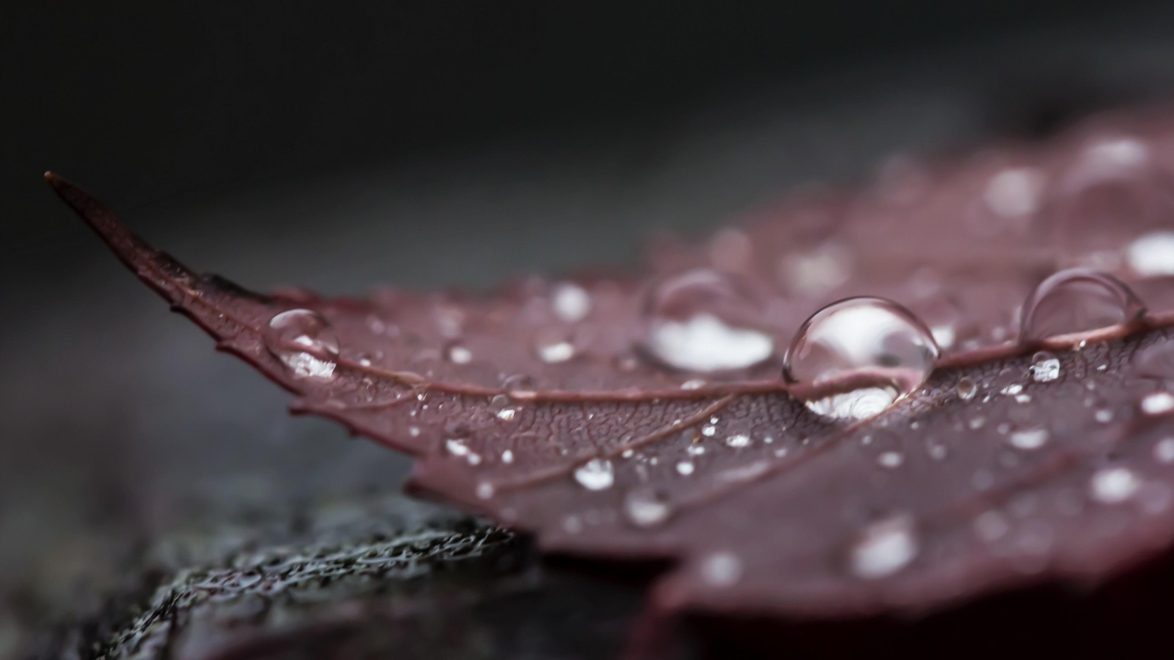 photograph, water, 4K, autumn, rain drops, photography, close, dark, leaf, drops, HD Wallpaper