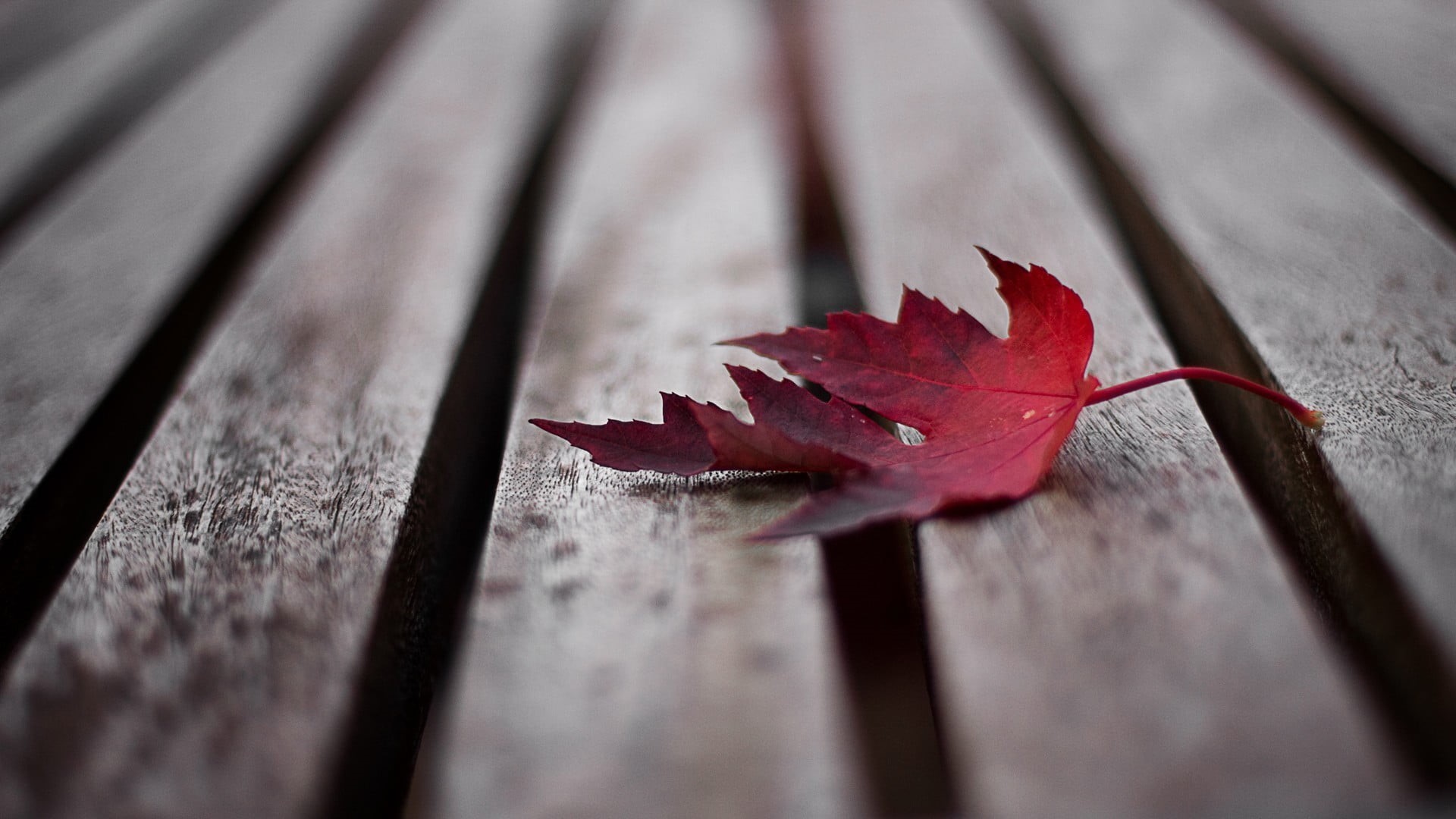 october, textured, table, backgrounds, vibrant Color, wood - Material, tree, leaves, old-fashioned, wooden, copy Space, wooden surface, plant part, maple Tree, HD Wallpaper
