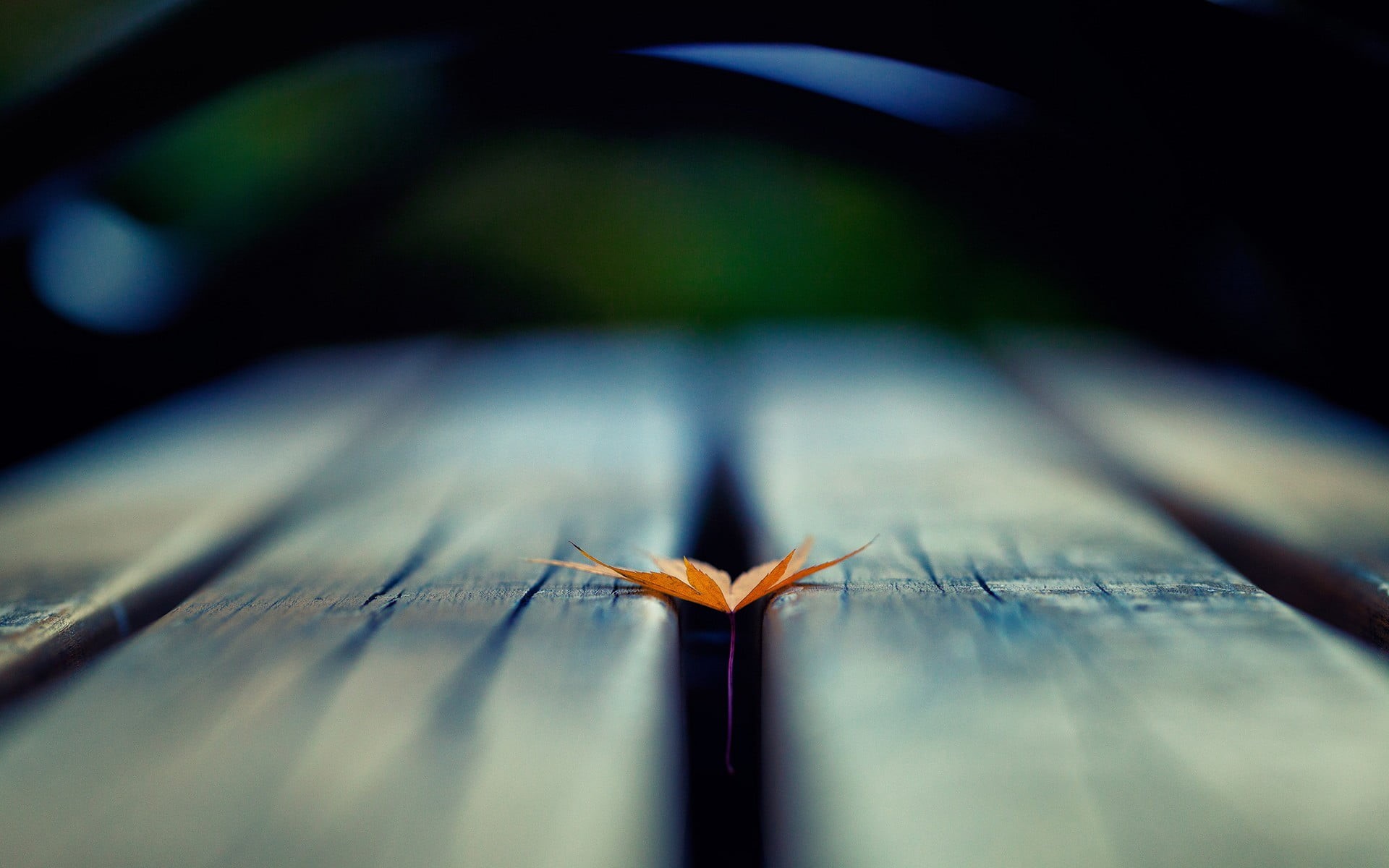 wood - material, indoors, animal themes, no People, blurred, maple, one animal, insect, concepts, blue, old-fashioned, focus on foreground, backgrounds, HD Wallpaper