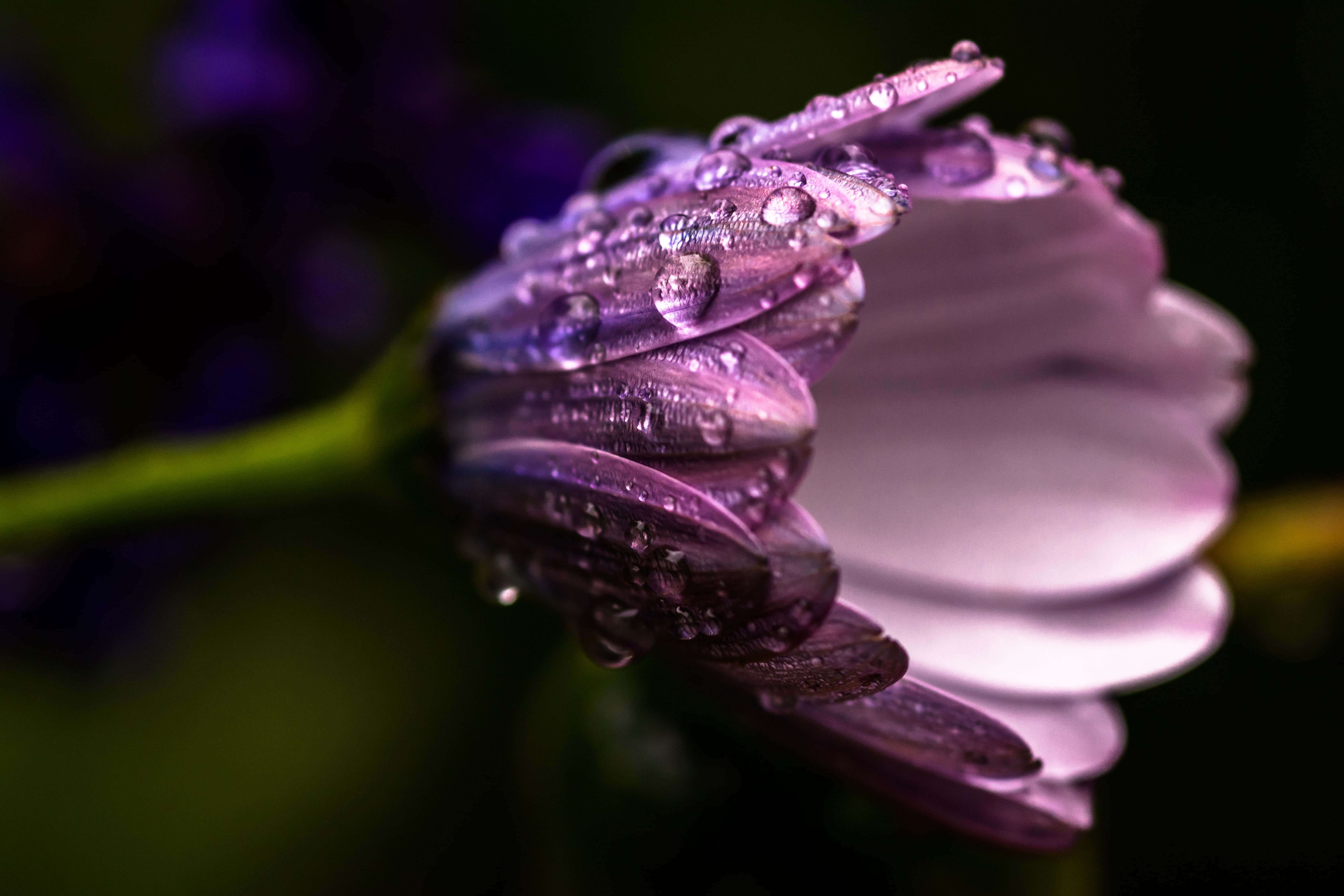 freshness, springtime, beauty In Nature, purple, plant, single Flower, purple flower, petal, close-up, Nature, photography, 5K, drop, Spring, dew, macro, HD Wallpaper
