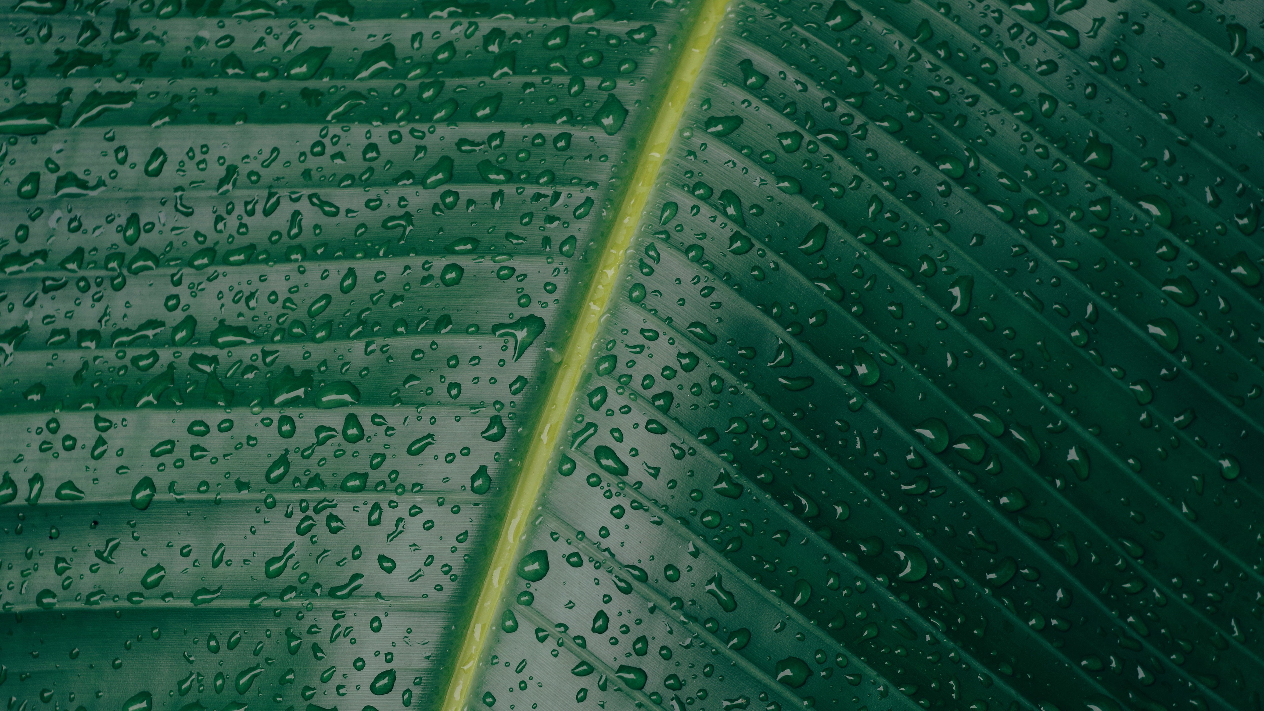 water drops, green, full frame, plant part, water, pattern, dew, plant, raindrop, beauty in nature, outdoors, stem, wet, plants, leaf, rainy season, backgrounds, HD Wallpaper