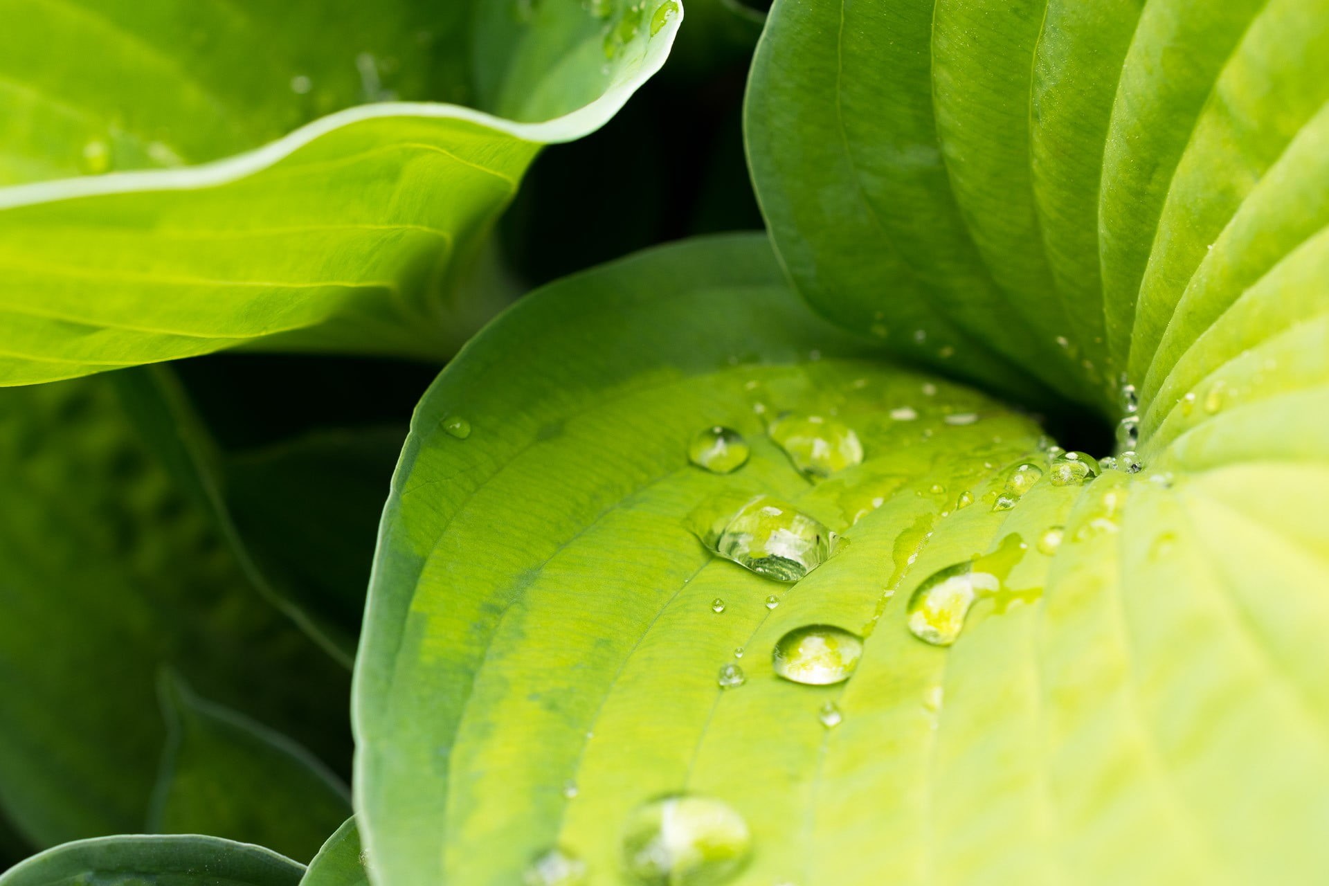 plants, green, selective focus, outdoors, plant part, drop, water drops, nature, plant, fragility, close-up, wet, green color, leaf, growth, flower, beauty in nature, HD Wallpaper