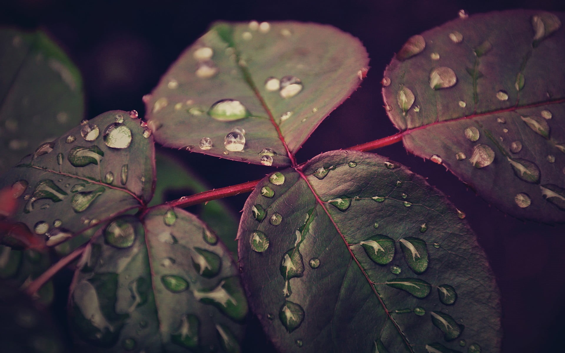 drop, wet, no people, high angle view, backgrounds, water, plant part, outdoors, close-up, selective focus, freshness, leaves, tree, 1080P, change, green Color, HD Wallpaper