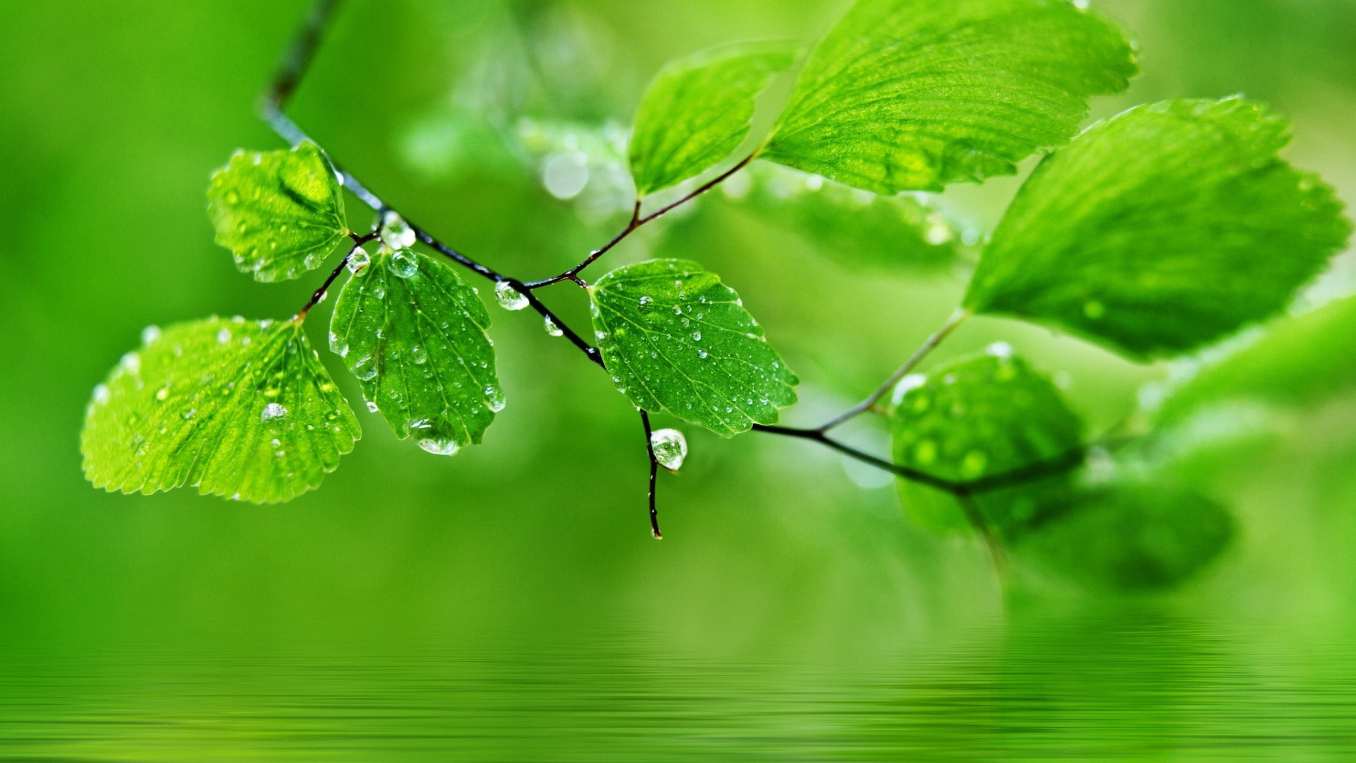 leaves, natural, 1080P, drops, droplets, water droplets, green, water, HD Wallpaper