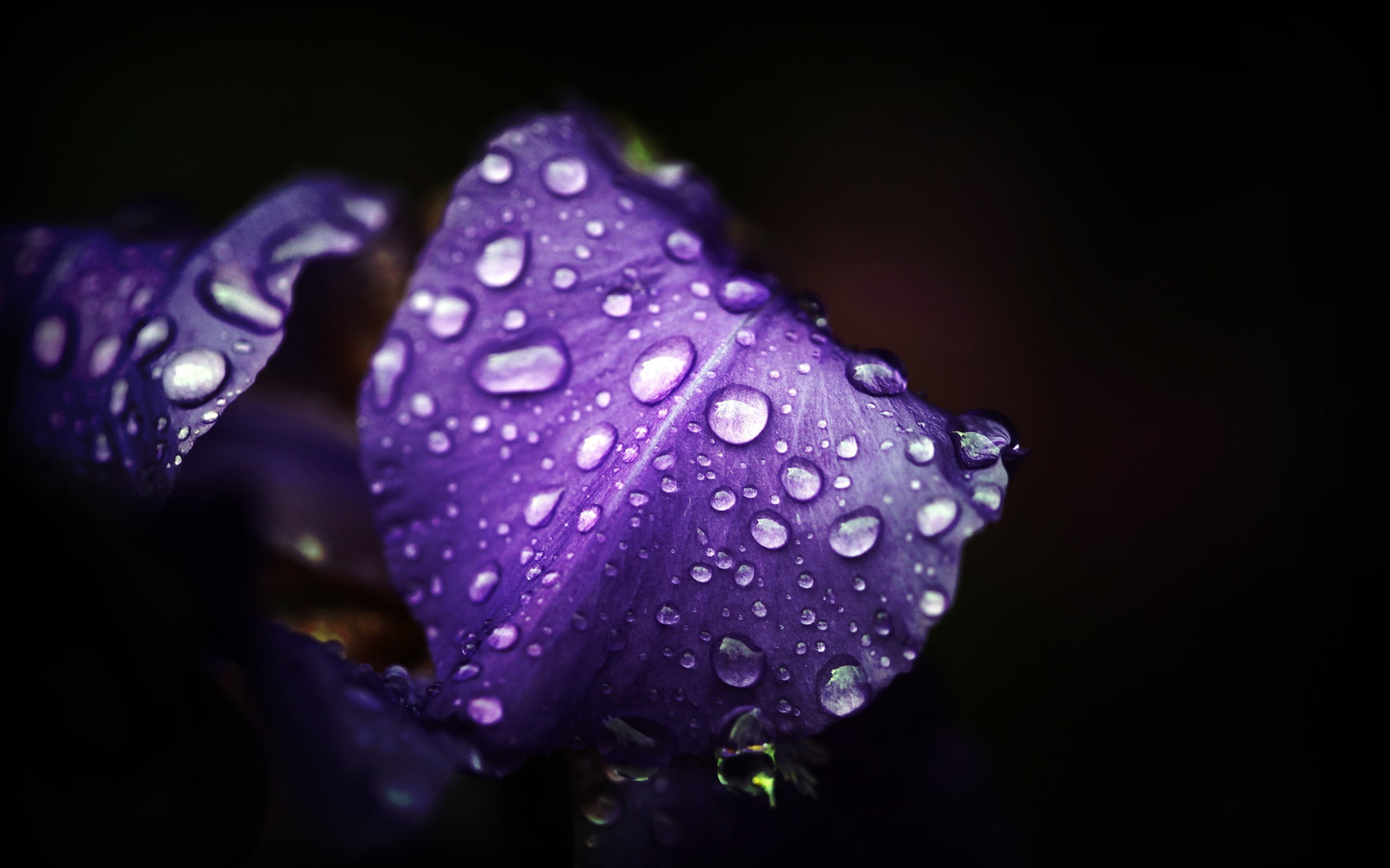 blossom, petal, flower, drop, rain, black background, water drops, plant, outdoors, nature, leaf, backgrounds, close-up, beauty, flower Head, water, vulnerability, HD Wallpaper