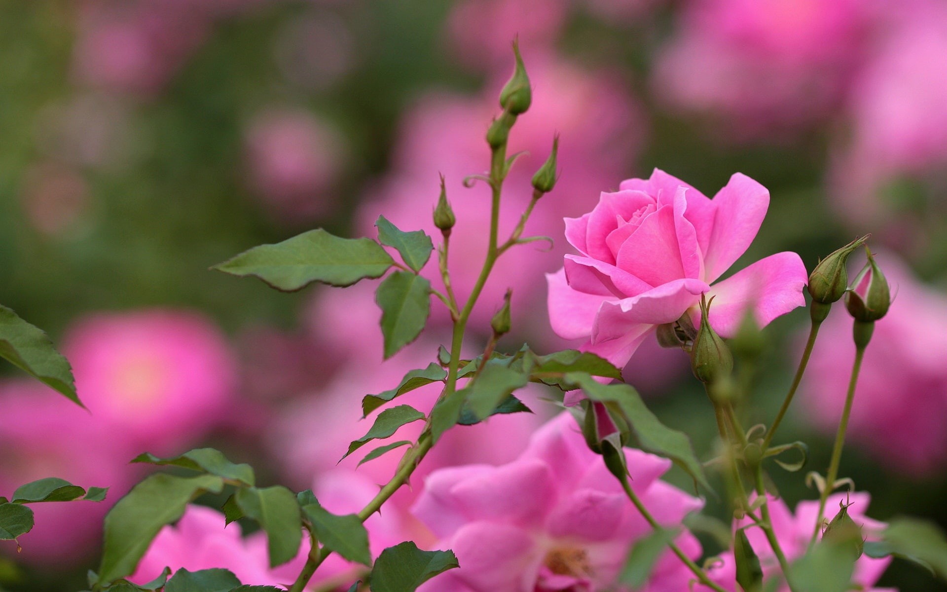 Pink, Bokeh, Buds, Rose, Flowers, 1080P, HD Wallpaper