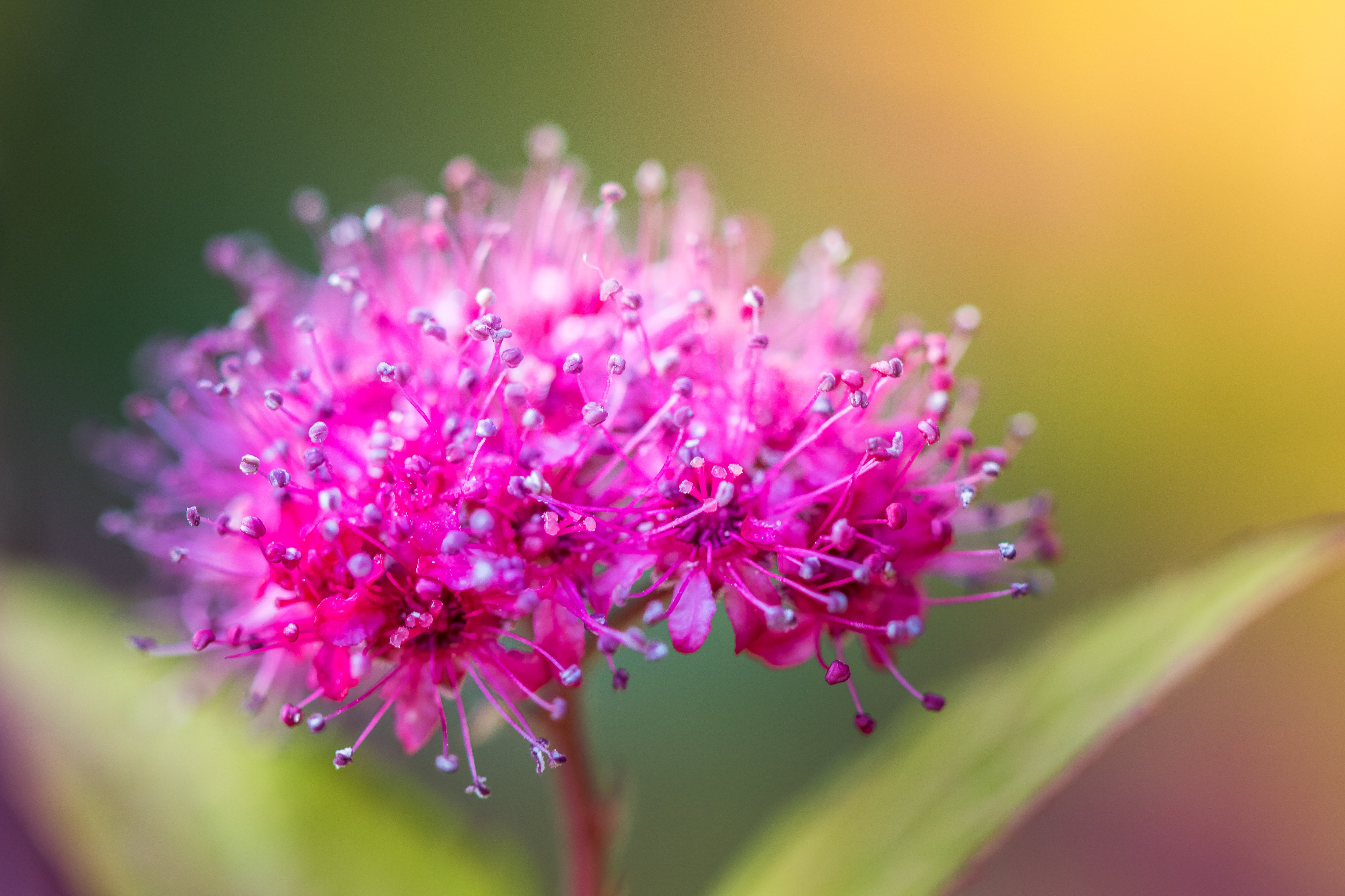 spirea, de rose, summer, close-up, Explosion, macro, rose  pink, purple, rose, flower, 5K, nature, plant, purple flower, HD Wallpaper