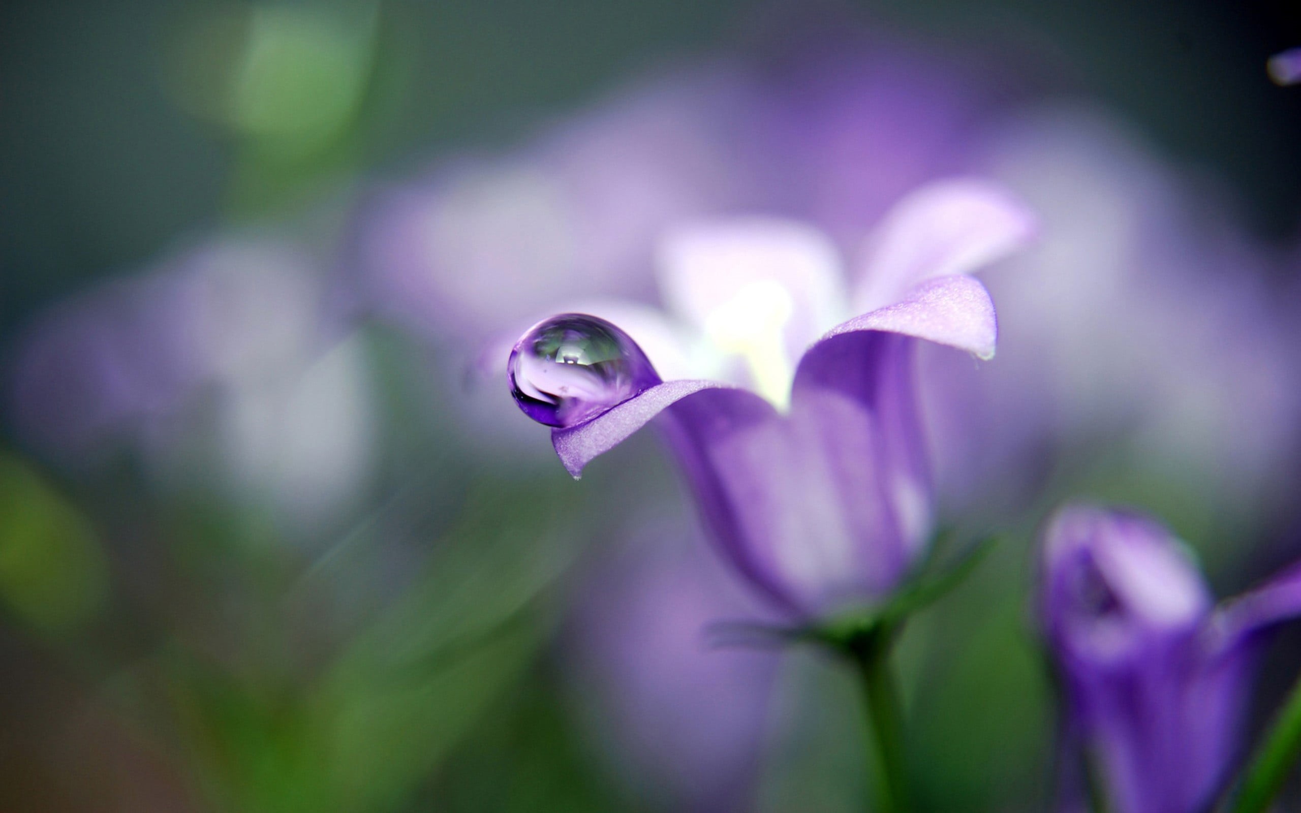 selective focus, plant, water drops, flowers, flower head, flowering plant, petaled, no people, freshness, purple, 2K, purity, flower, closeup, outdoors, HD Wallpaper