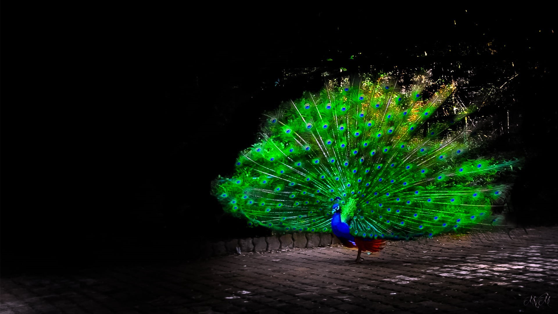 copy space, birds, animals, arts culture and entertainment, bird, one person, women, motion, pattern, real people, artwork, outdoors, peacock, 1080P, lifestyles, HD Wallpaper