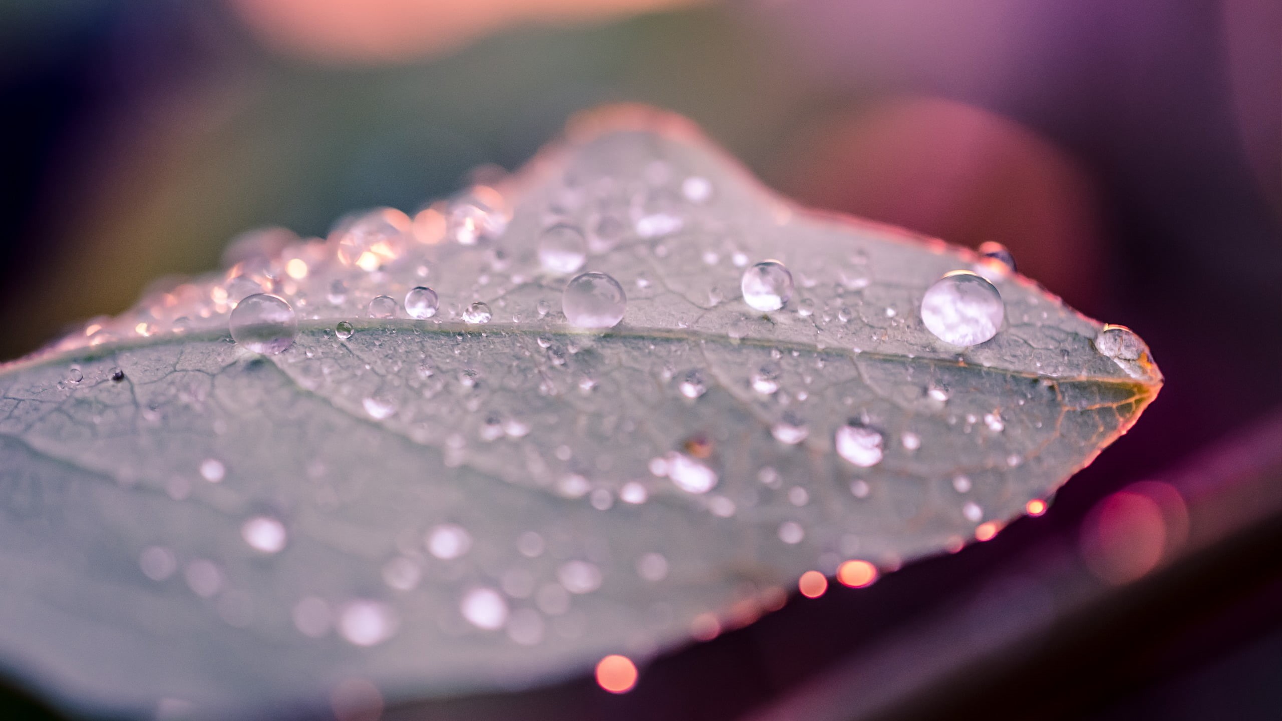 dew, nature, plants, softness, water, 2K, leaf, single object, extreme close-up, water drops, selective focus, green, beauty in nature, no people, photo, HD Wallpaper