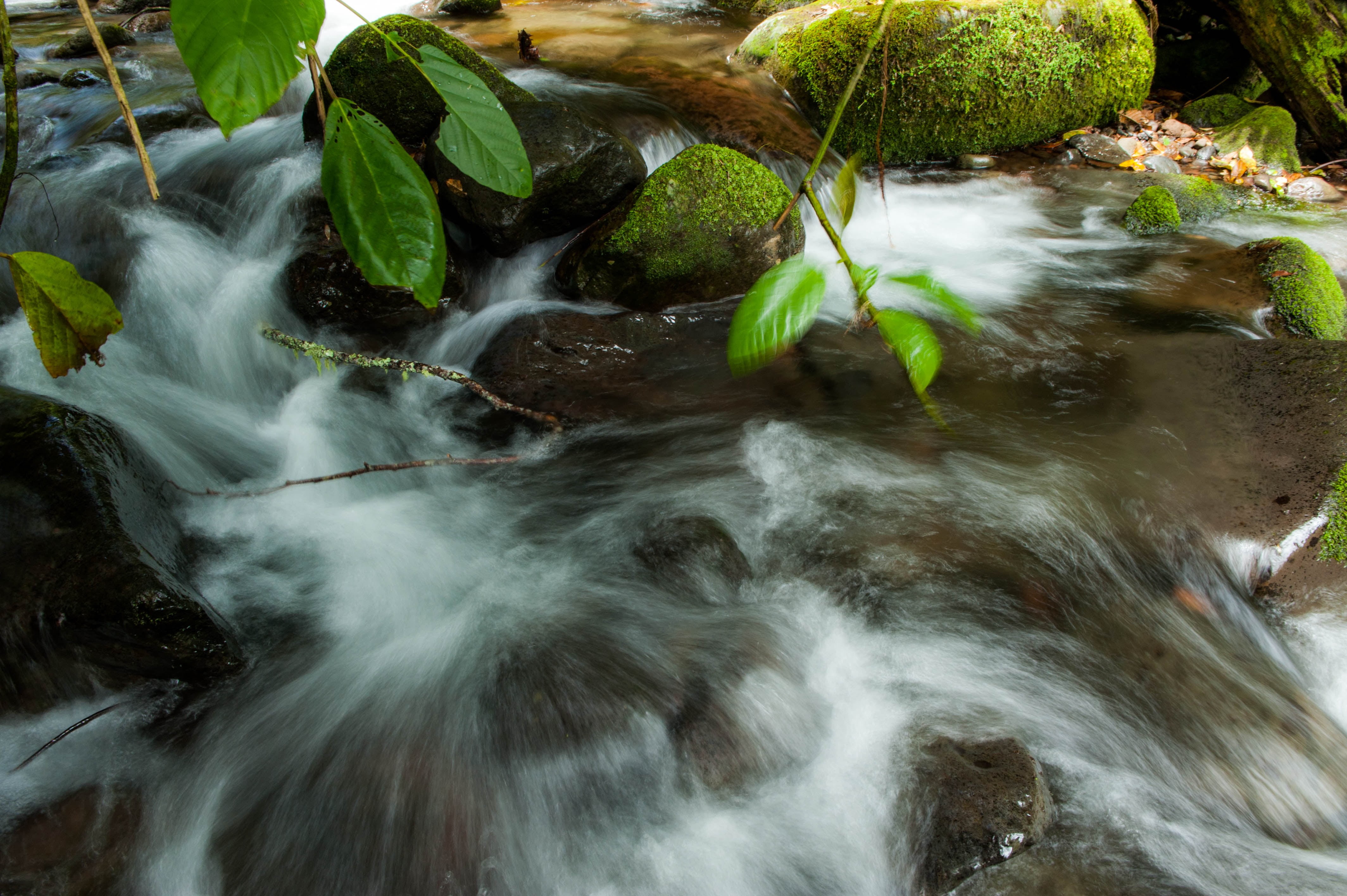 forest, scenics, 4K, moss, flowing, philippines, photo, waterfall, jpg, leaf, landscape, freshness, nature, DSC, wet, tree, water, green Color, stream, HD Wallpaper