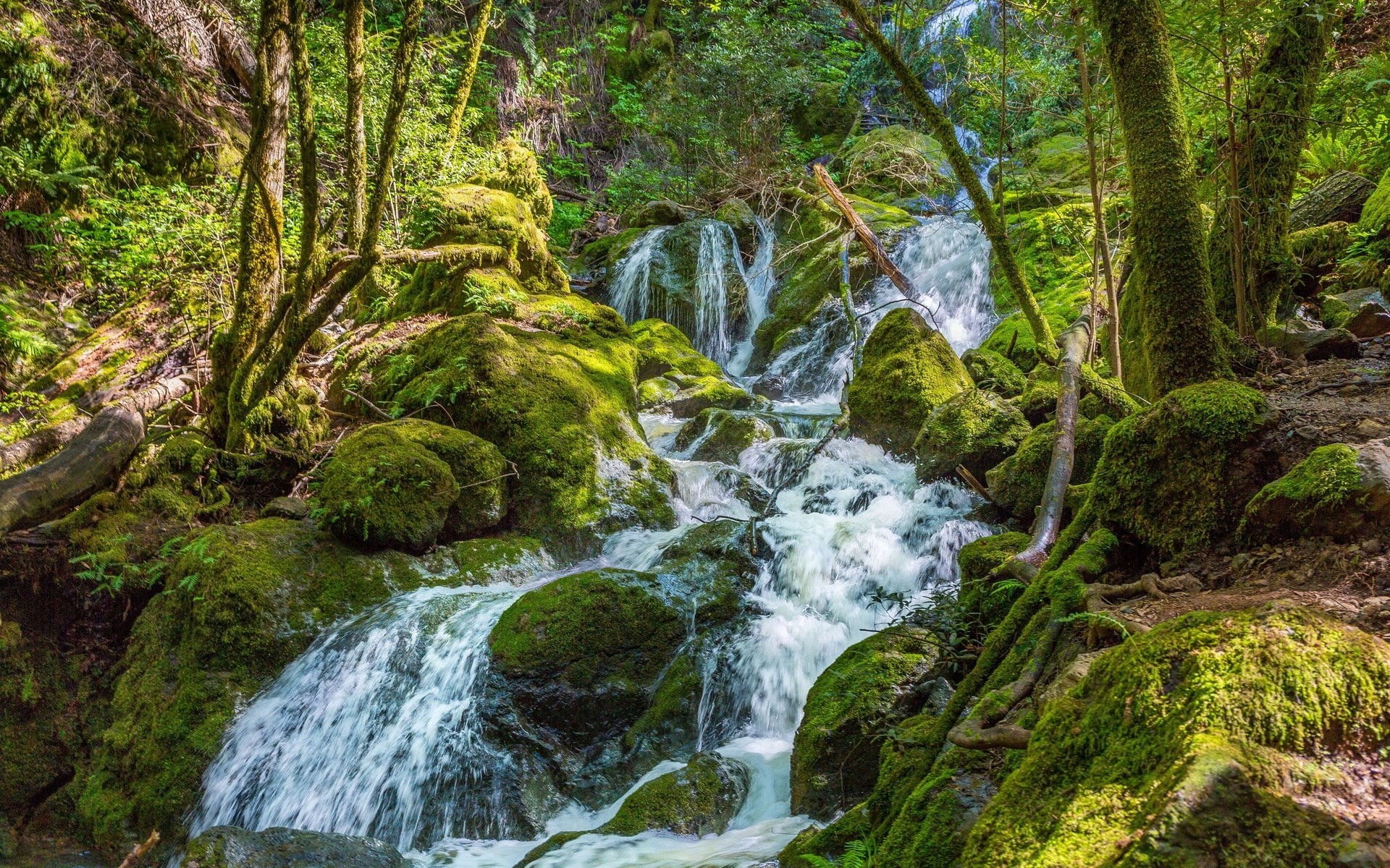 tranquil scene, moss, water, beauty in nature, day, tree, land, computer desktop  full screen nature pics 1920x1200, plant, flowing water, green color, HD Wallpaper