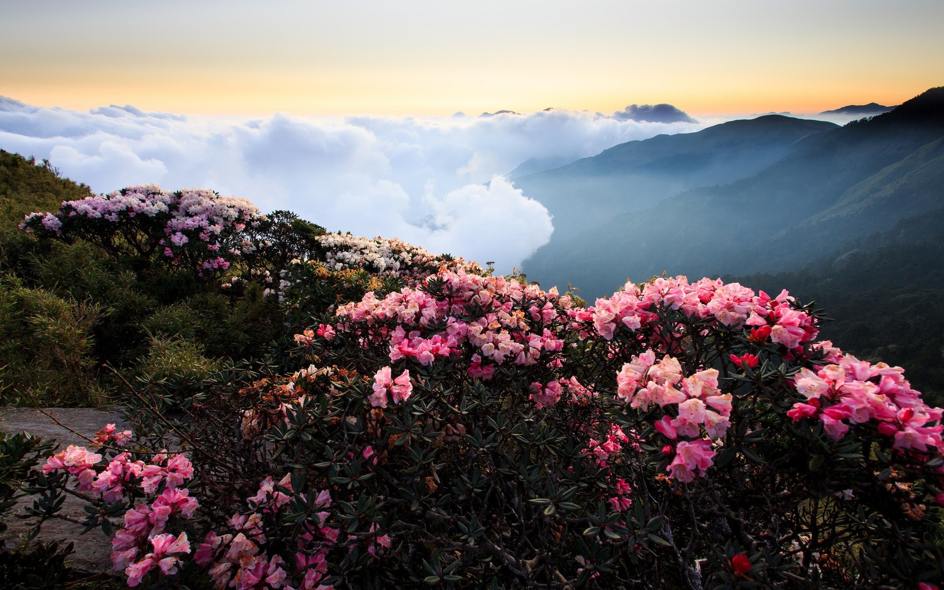 growth, pink color, cloud - sky, tranquility, sky, 1080P, springtime, tree, beauty in nature, flower, plant, non-urban scene, freshness, flower head, outdoors, HD Wallpaper