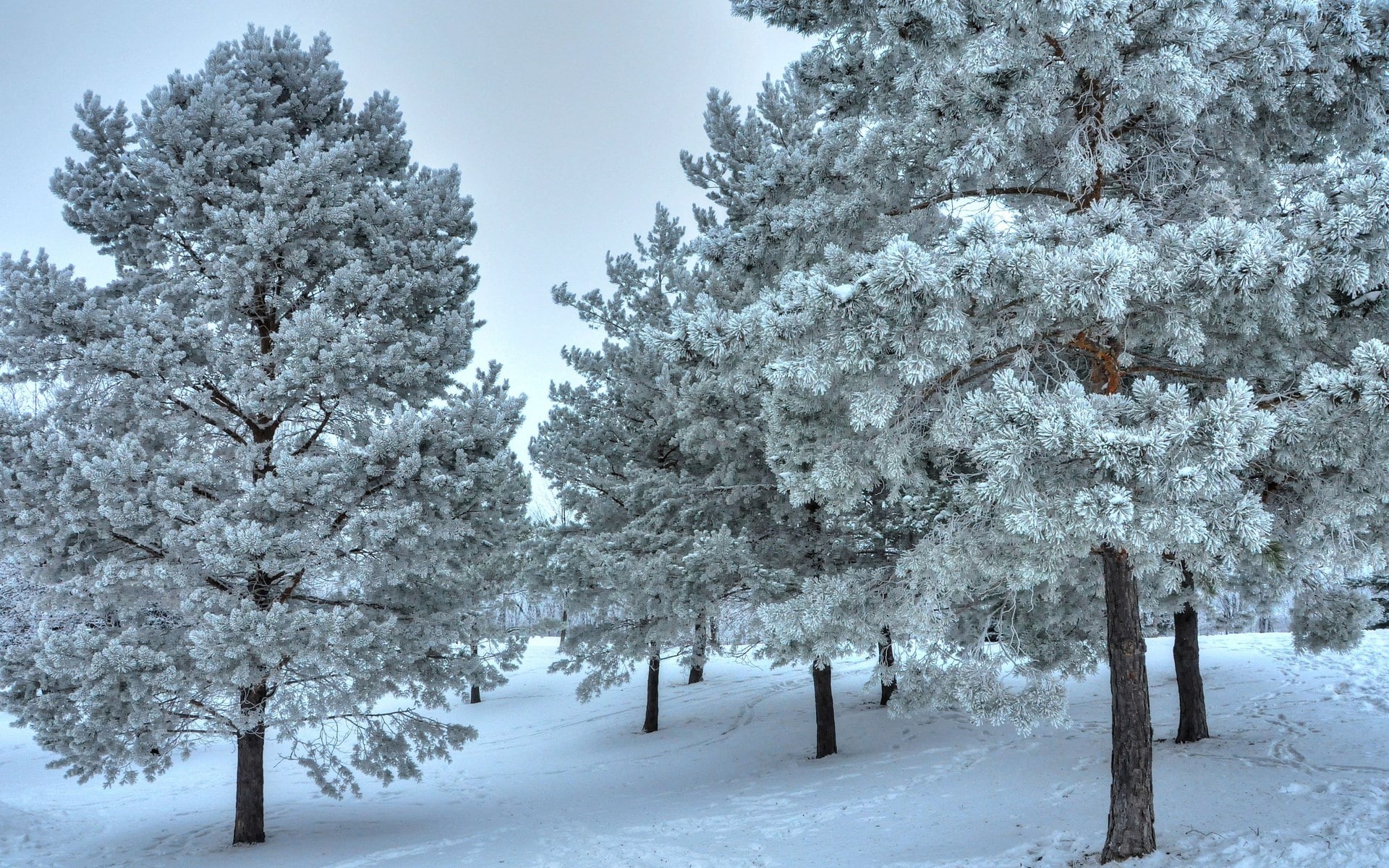environment, beauty in nature, cold temperature, day, snowing, scenics - nature, nature, tree, plant, coniferous tree, 1080P, land, tranquil scene, white color, HD Wallpaper