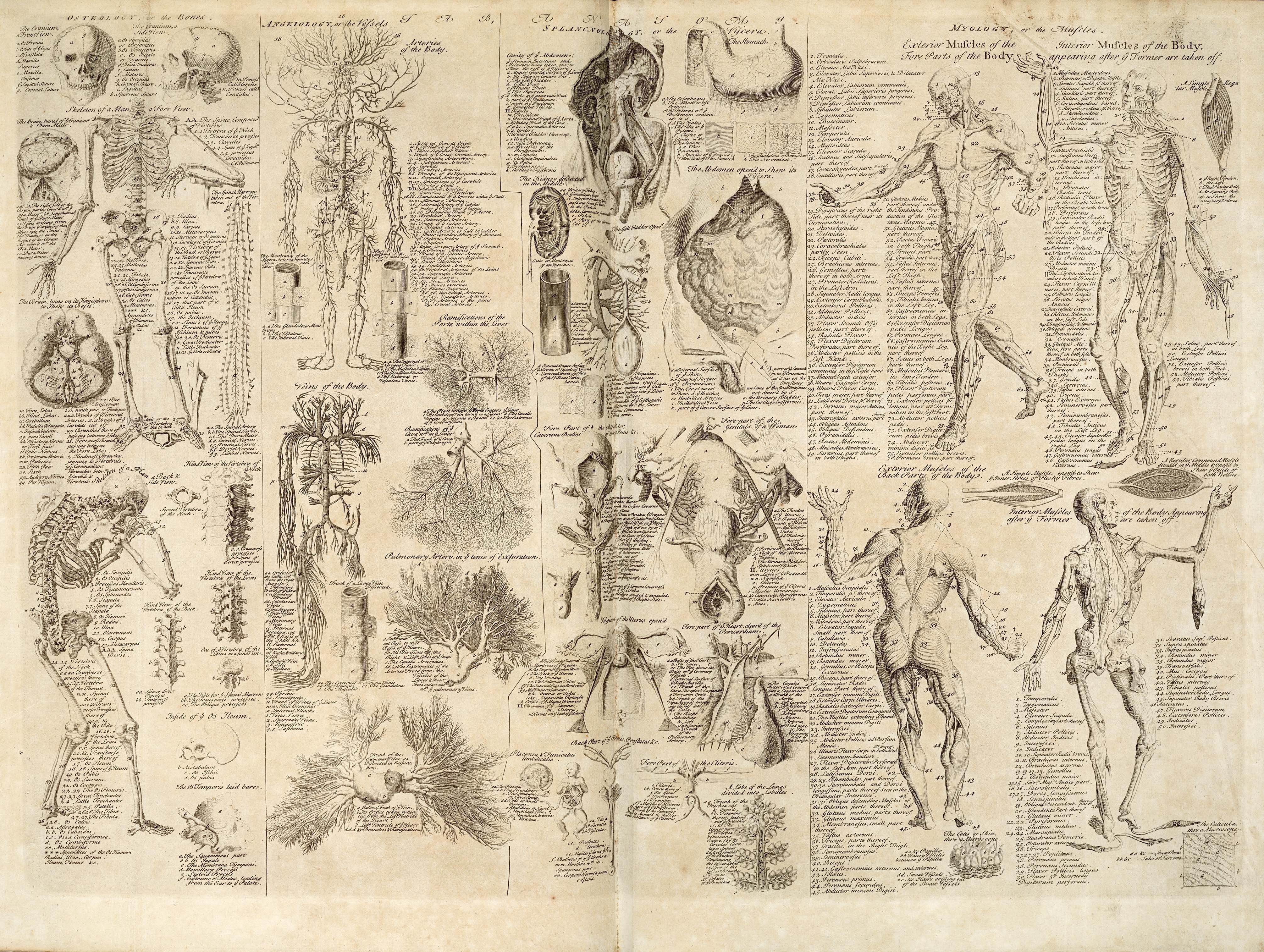 ancient, science, body, the past, paper currency, studio shot, human, finance, architecture, page, dollar sign, backgrounds, history, no people, paper, HD Wallpaper