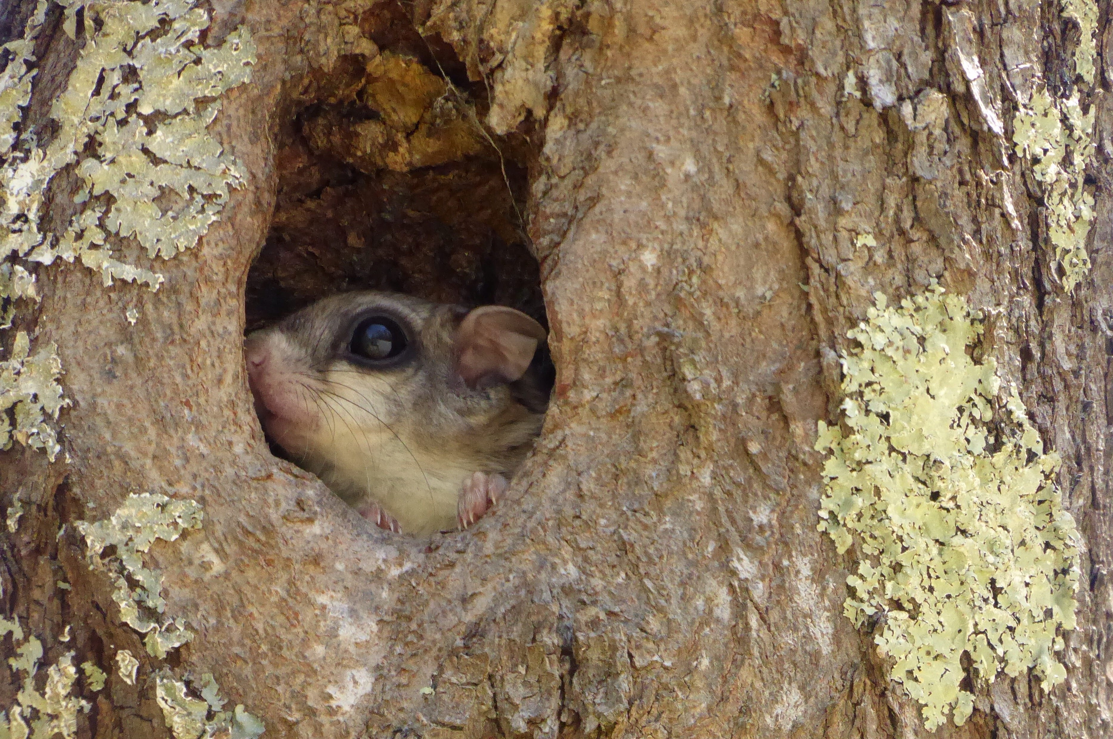 animal wildlife, trunk, animal, animal themes, plant bark, animal eye, hiding, tree, vertebrate, rodent, animals in the wild, one animal, no people, tree trunk, HD Wallpaper