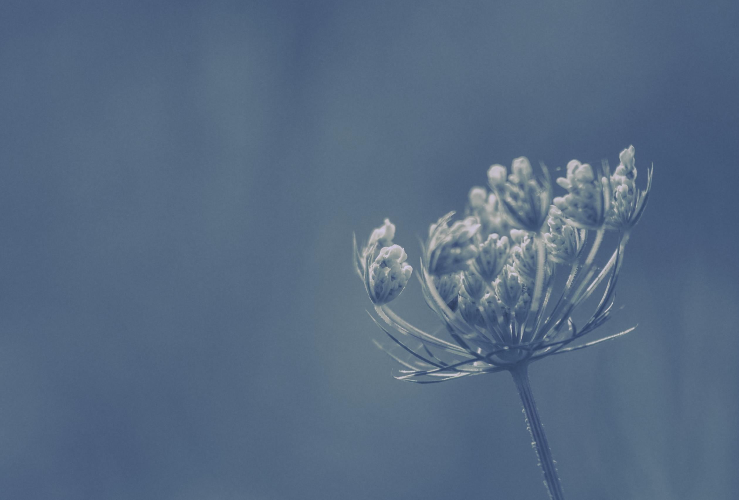 macro, springtime, dandelion, photo, Mobilis, flower Head, blue, Nikon  D750, closeup, mobile, nature, close-up, plant, Nikkor, white, season, Yann, selective focus, HD Wallpaper
