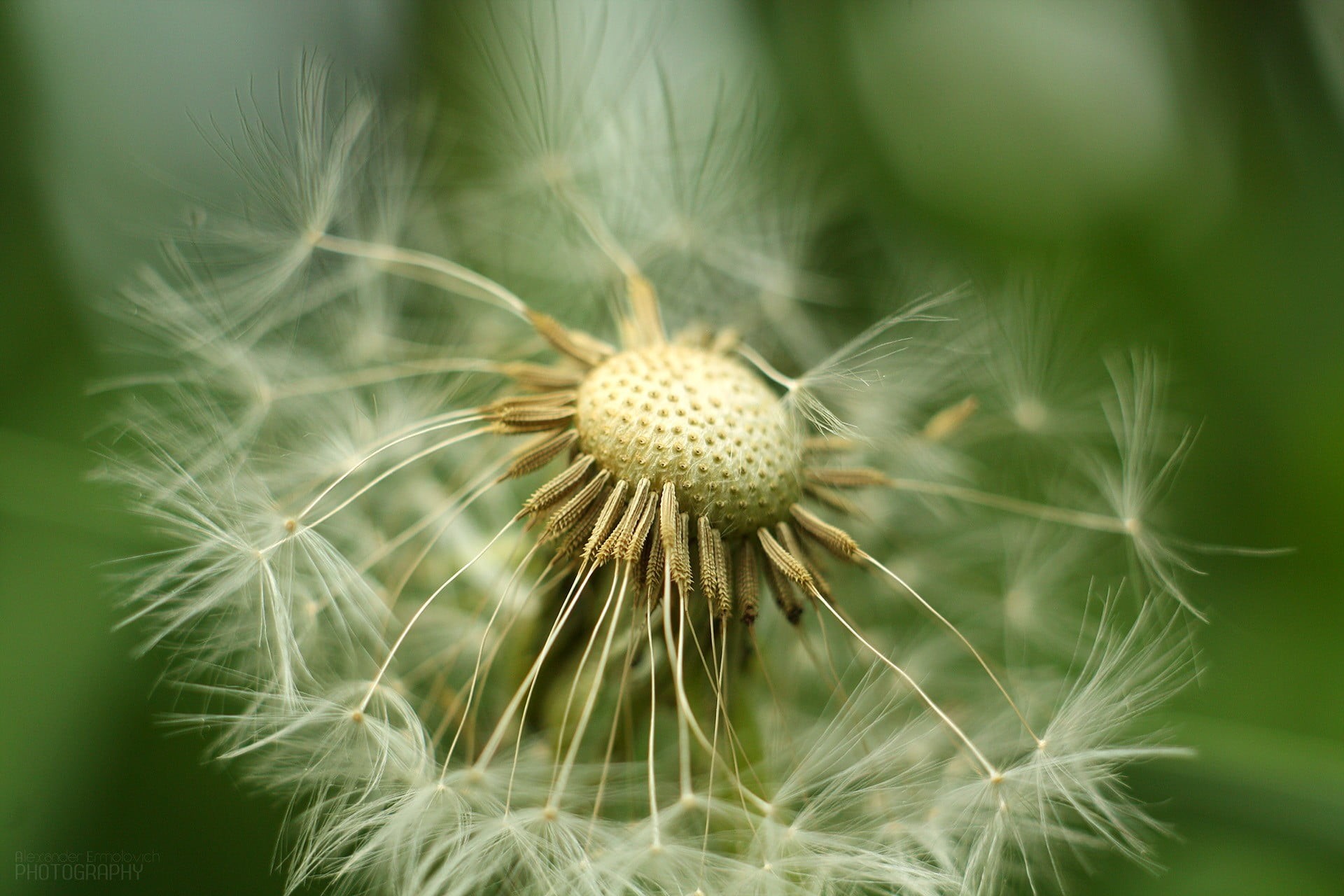 growth, flower, focus on foreground, close-up, inflorescence, flower head, plant, selective focus, fragility, bokeh, flowering plant, white, nature, freshness, HD Wallpaper