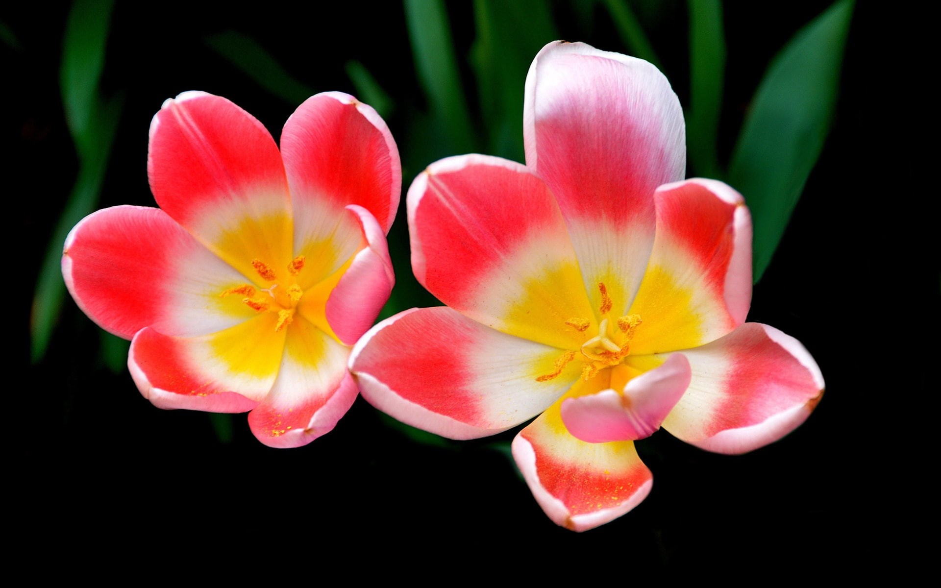 Photography, Petals, 1080P, Flowers, Pink, Macro, Tulip, HD Wallpaper