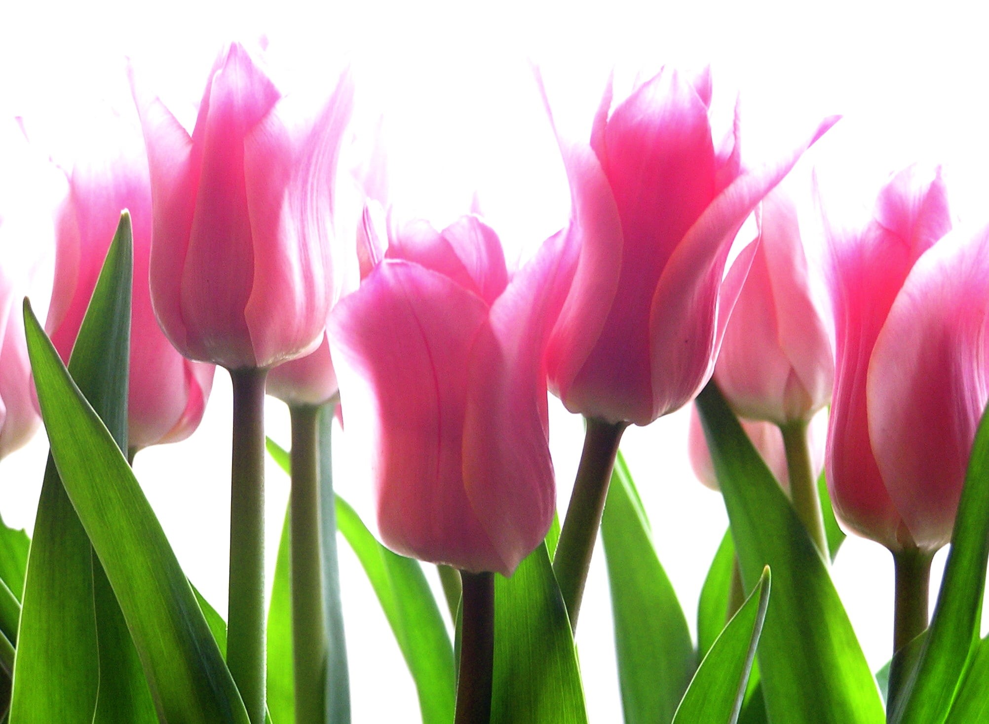 flower Head, pink, impressionistic, card, plant, season, flower, untitled, springtime, tulips, tulip, 1080P, flowers, nature, bouquet, beauty In Nature, HD Wallpaper
