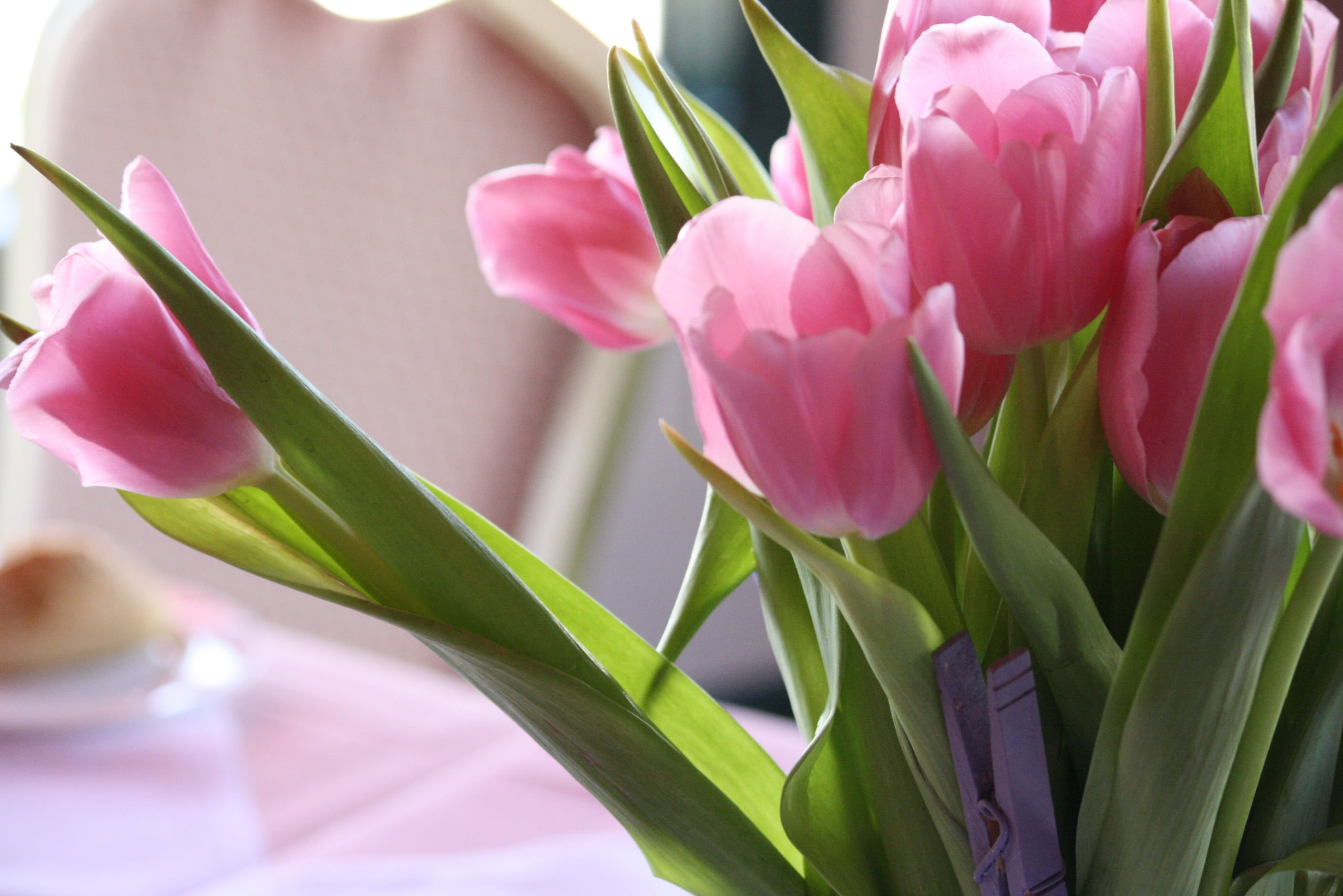 flowers, bouquet, nature, sunshine, pink Color, decoration, tulips, pink, bunch, flower, Tulip, 2K, springtime, HD Wallpaper