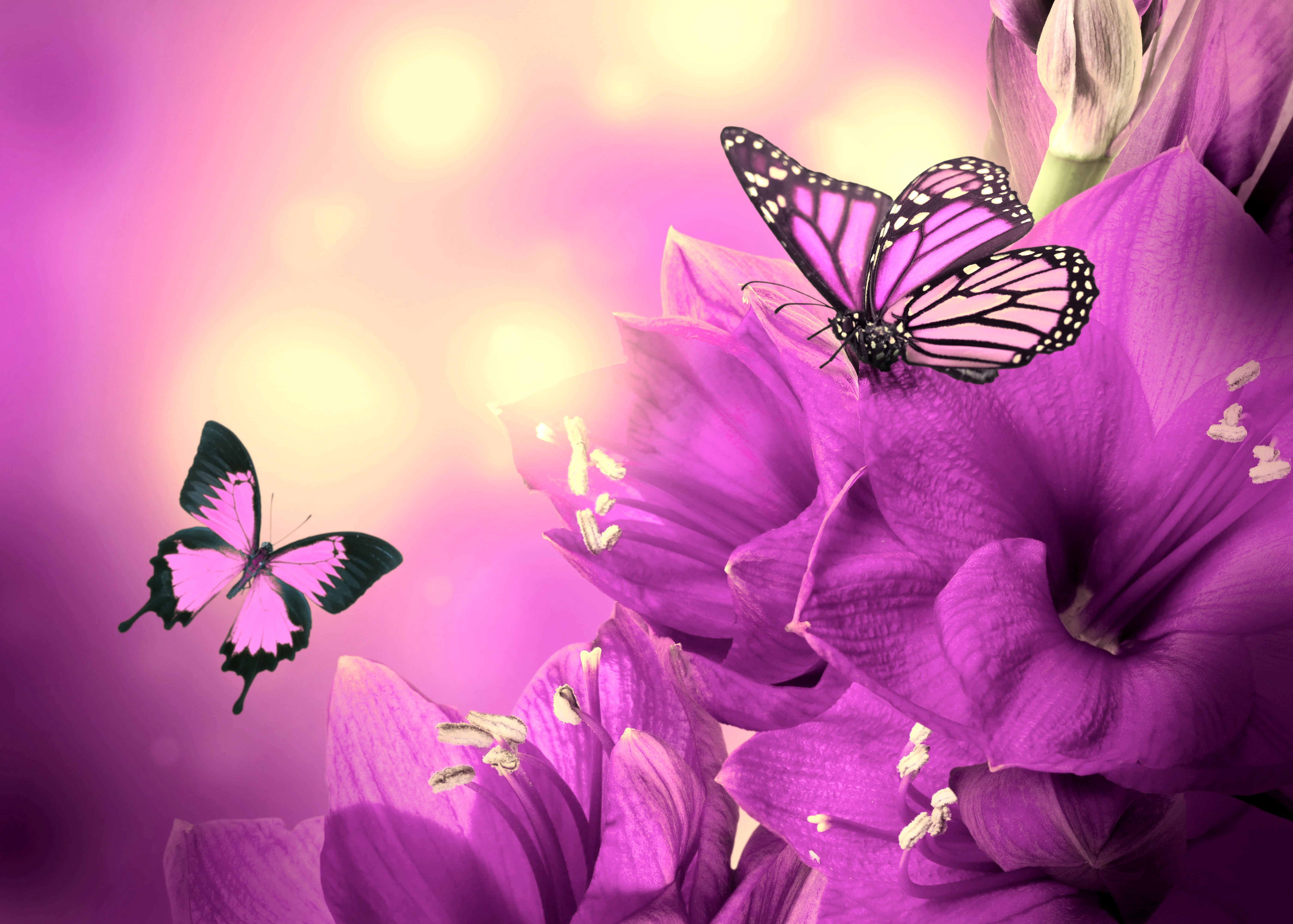 flower head, black, no people, macro, close-up, wings, collage, pollen, beautiful, illustration, vibrant Color, springtime, multi Colored, 5K, animal Wing, HD Wallpaper