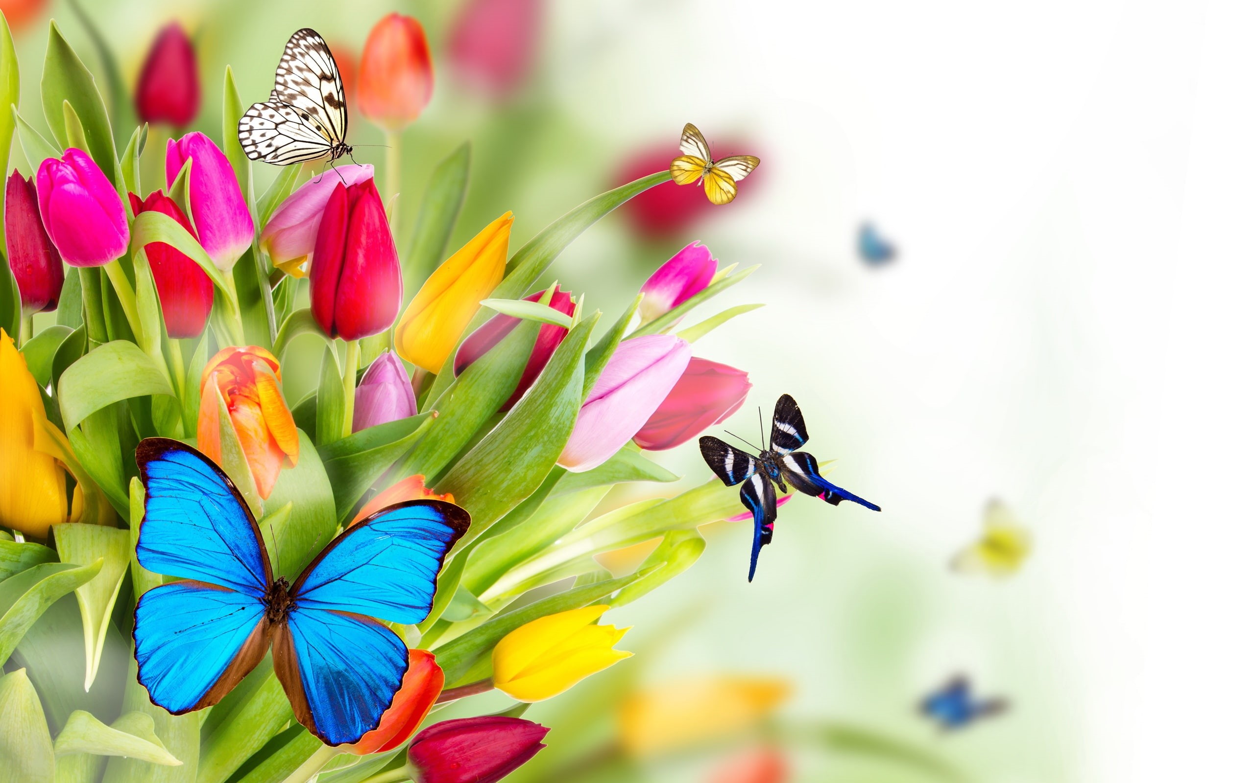 Flowers, Tulip, Butterfly, 2K, HD Wallpaper