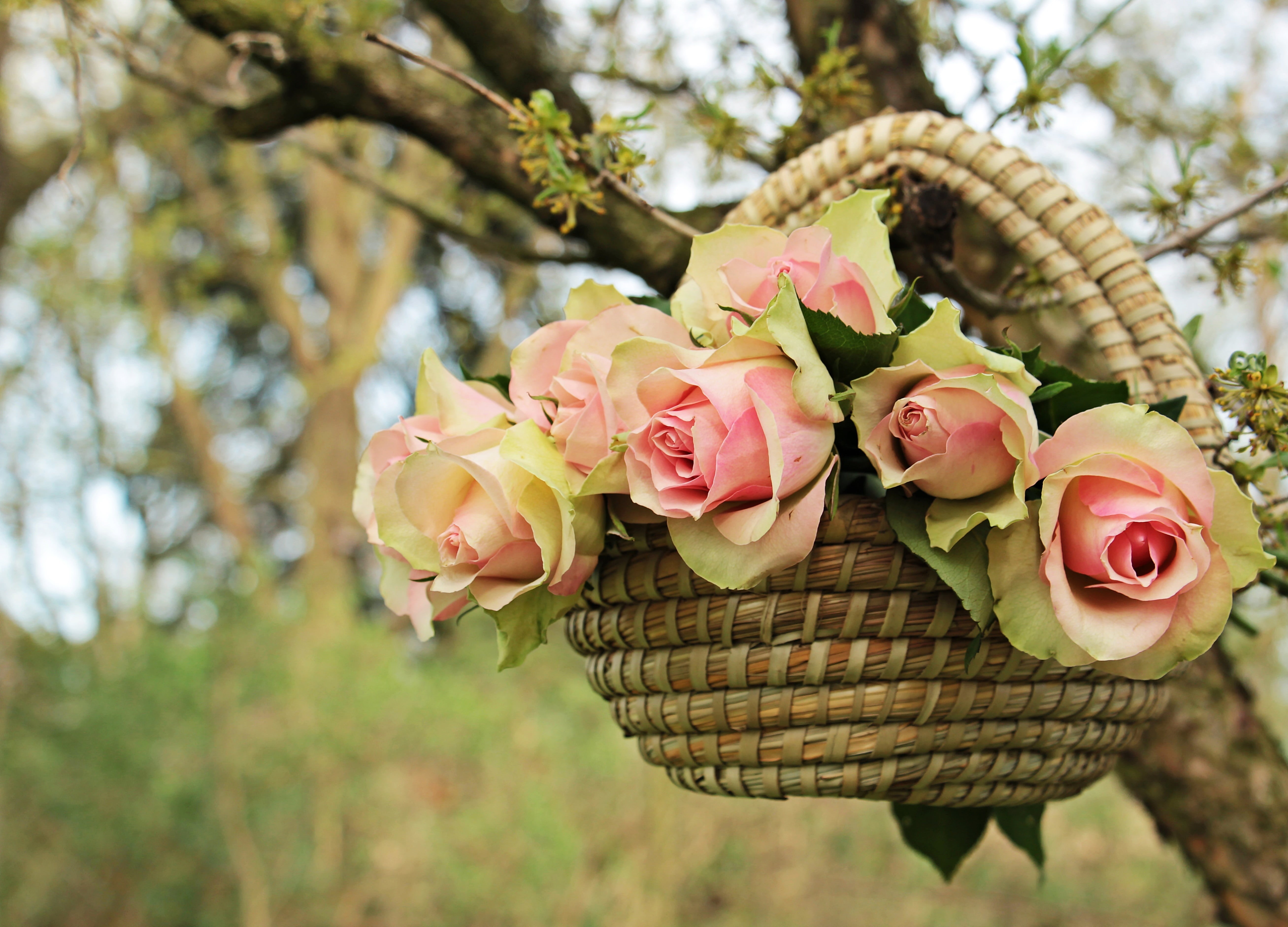 thank you, spring greetings, inflorescence, branch, spring, petal, greeting card, beautiful, summer, sweet, brown, pink precious roden, freshness, rose, HD Wallpaper