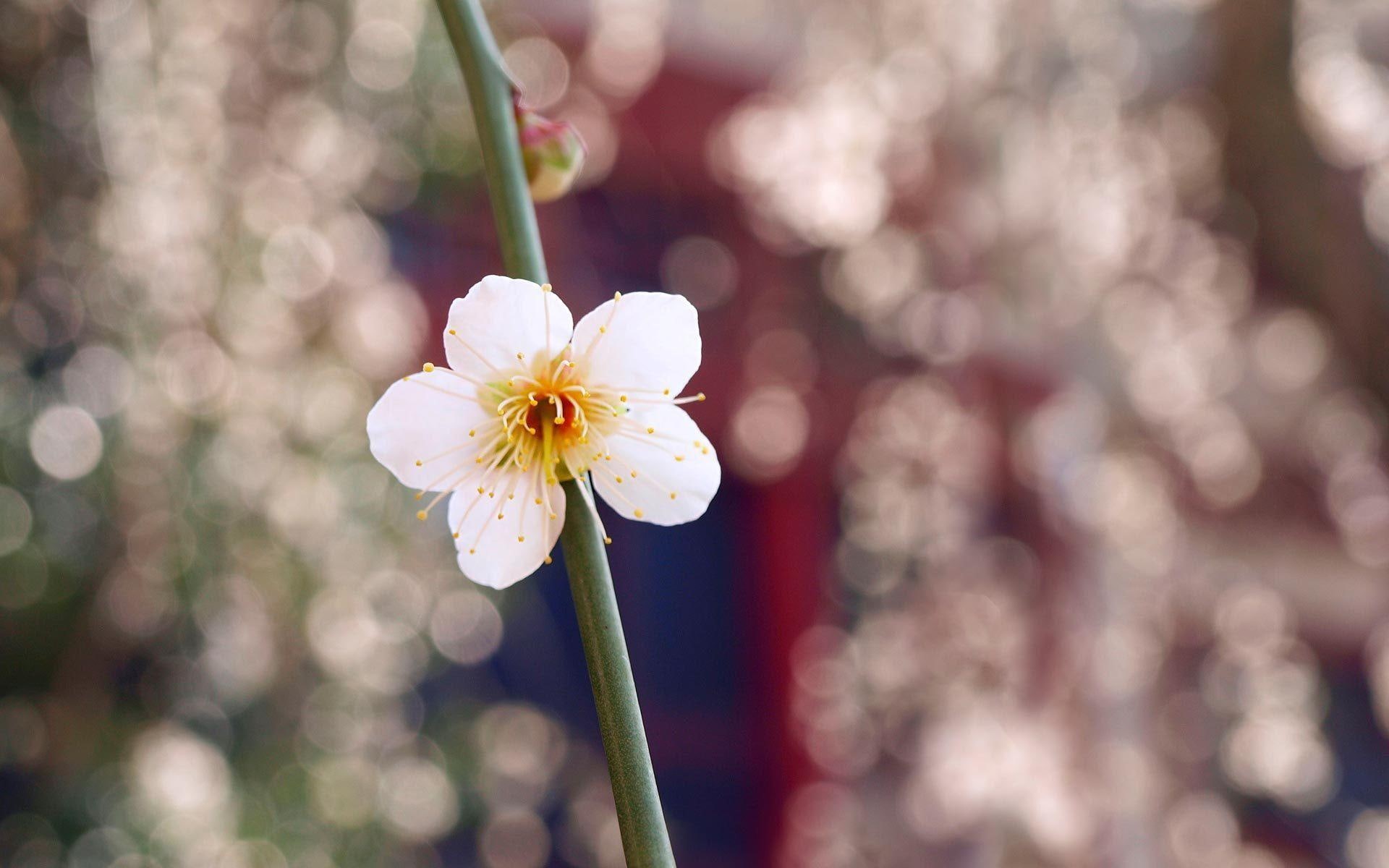 3d and abstract, floral, 1080P, beauty, daisy, simplicity, flower, HD Wallpaper
