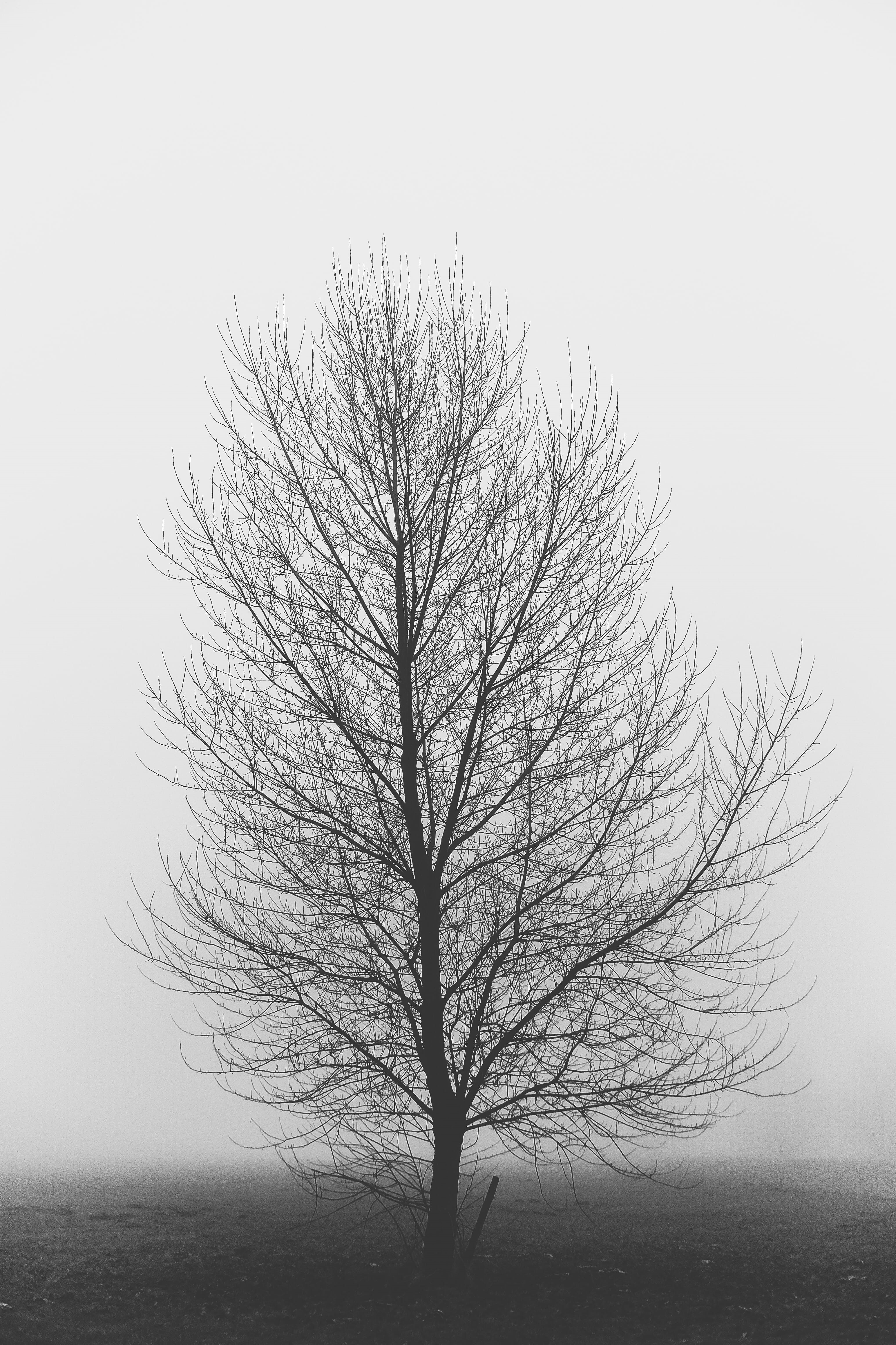 isolated, tranquil scene, no people, non-urban scene, tree trunk, branch, dark, monochrome, beauty in nature, minimalism, hopeless, scenics - nature, nature, Phone HD Wallpaper