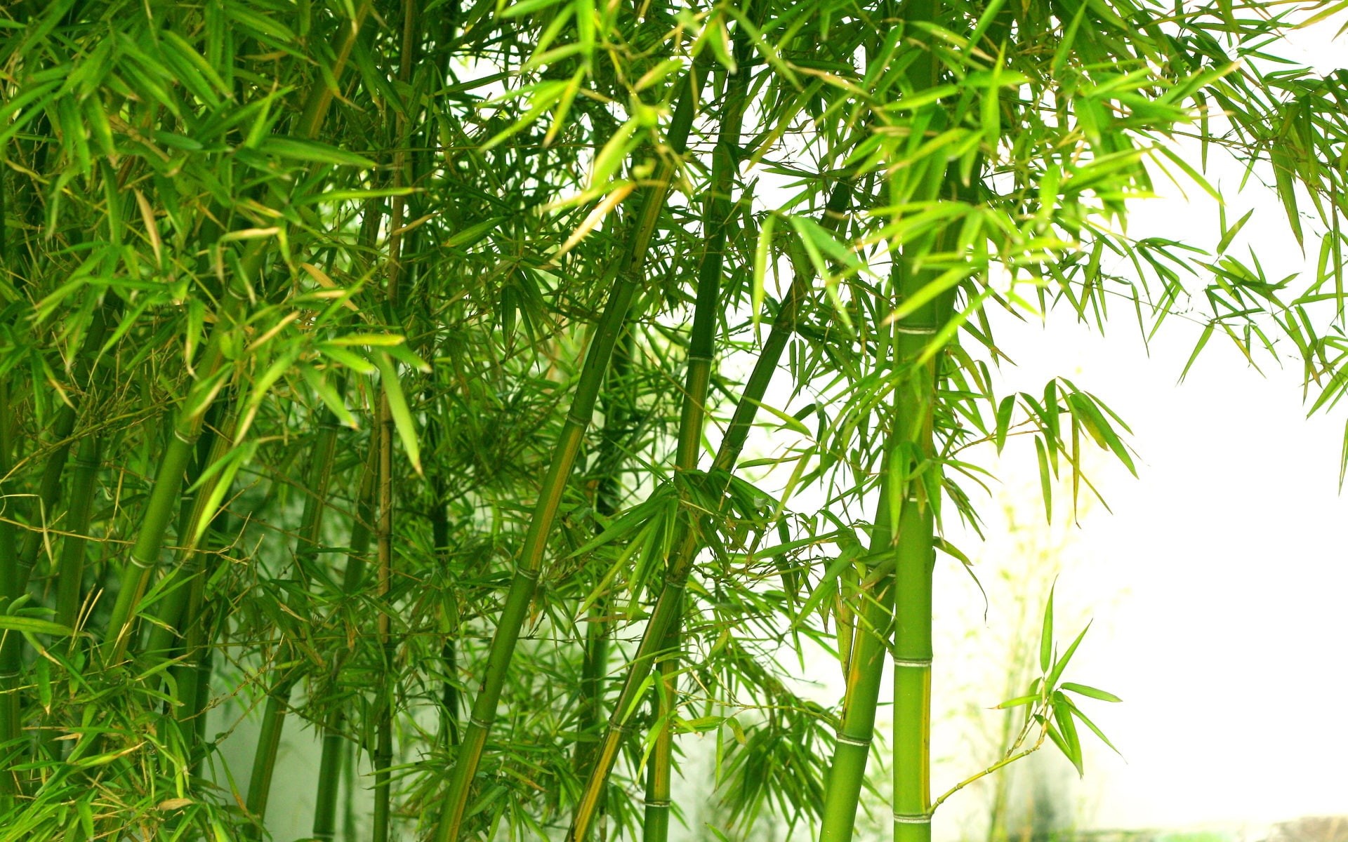Fresh, Bamboo, Green, 1080P, trees, HD Wallpaper