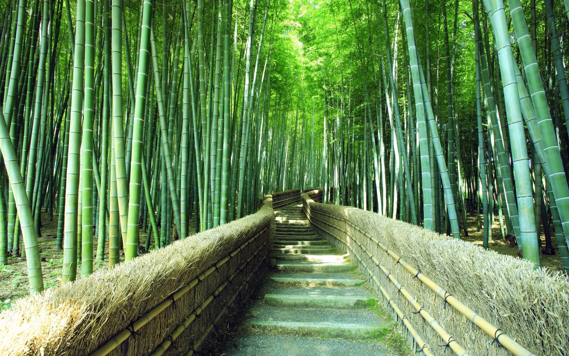 bamboo, green, forest, bamboo forest, 1080P, nature, HD Wallpaper