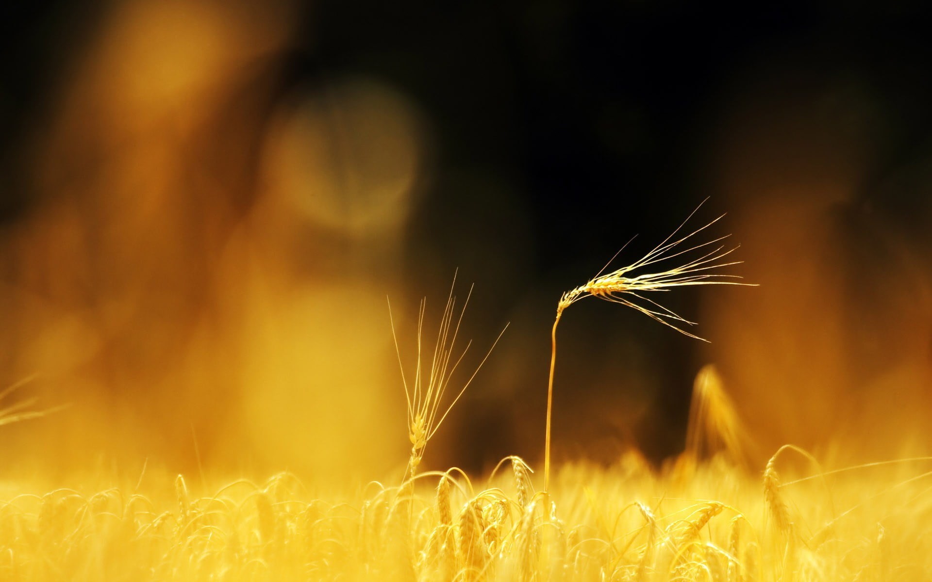 land, vulnerability, gold Colored, meadow, rural Scene, close-up, autumn, nature, outdoors, wheat, straw, ripe, plant, springtime, 1080P, yellow, harvesting, HD Wallpaper