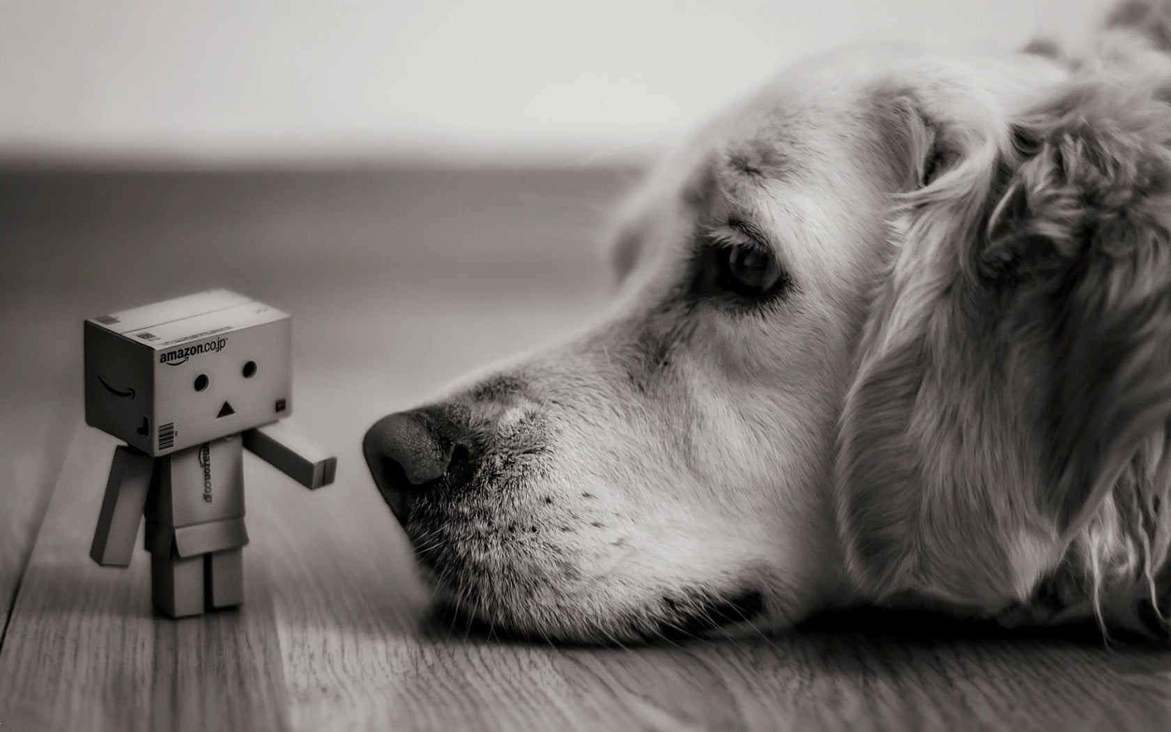 selective focus, near, Danbo, domestic, focus on foreground, close-up, looking away, 720P, macro, vertebrate, no People, looking, retriever, golden, cute, HD Wallpaper