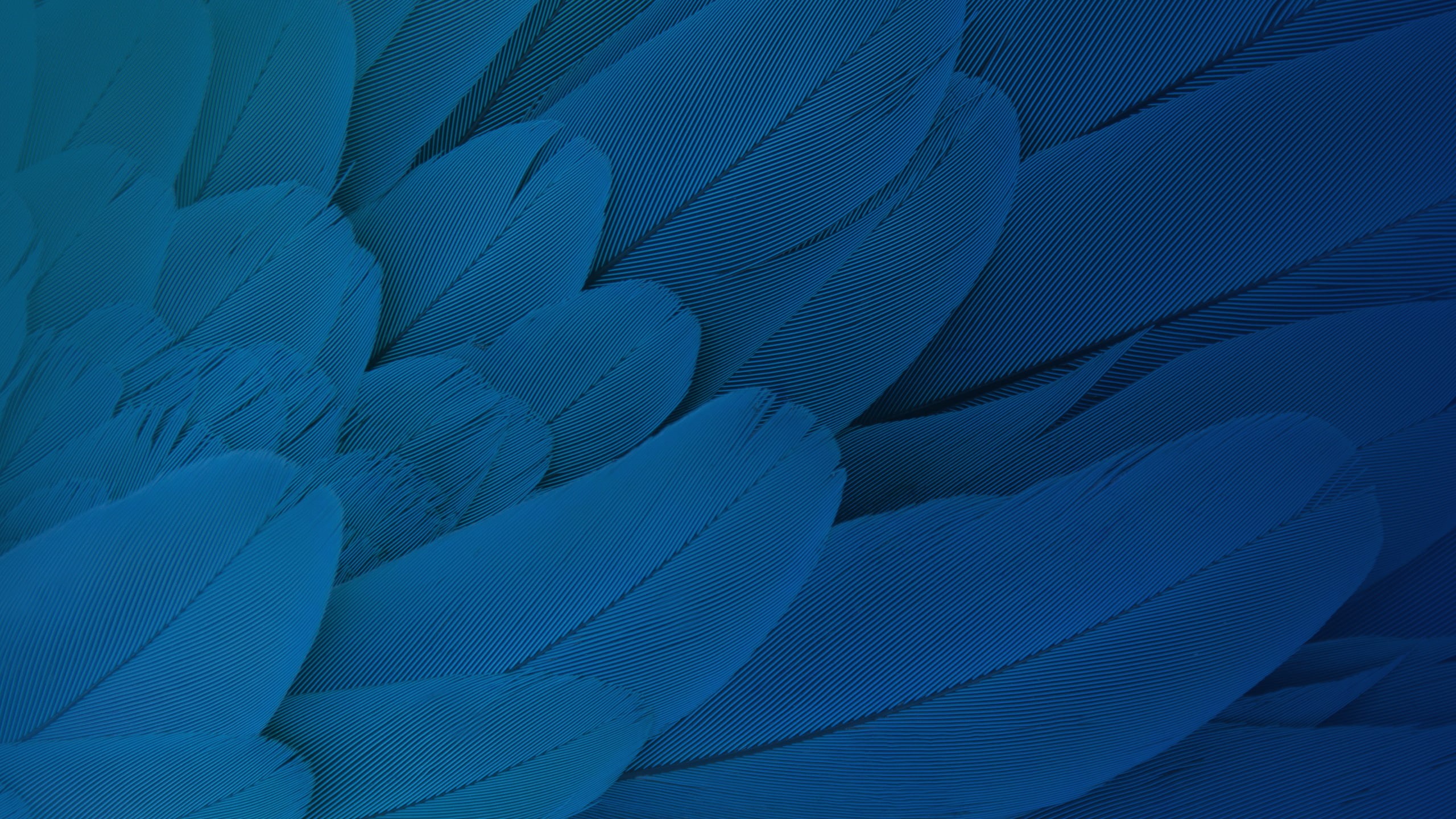 hd, x, Feathers, 2K, Stock, Moto, Play, HD Wallpaper