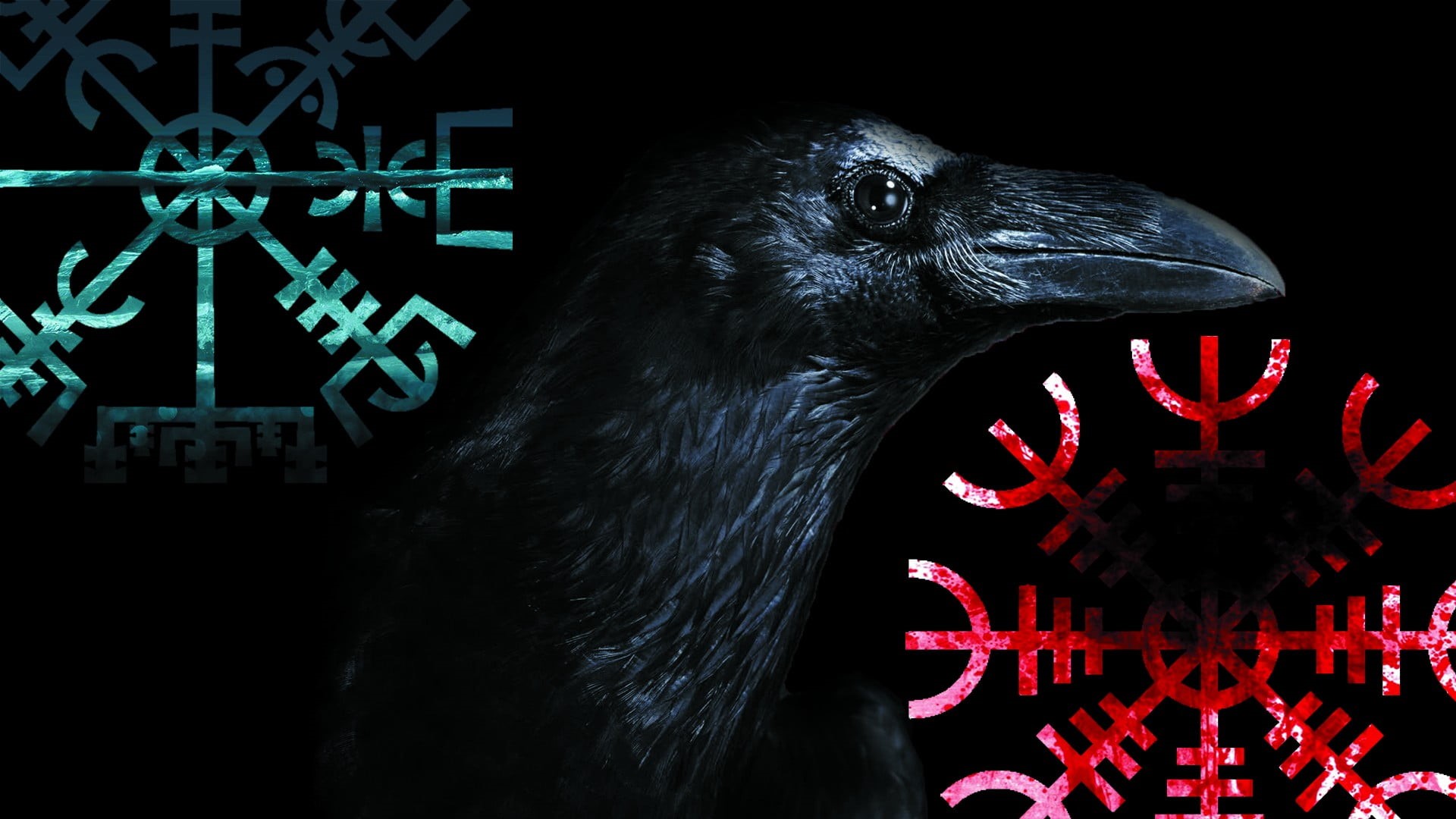 crow, animal head, animal themes, bird, one animal, indoors, black color, communication, animals in the wild, nature, contemplation, mammal, animal, close-up, HD Wallpaper