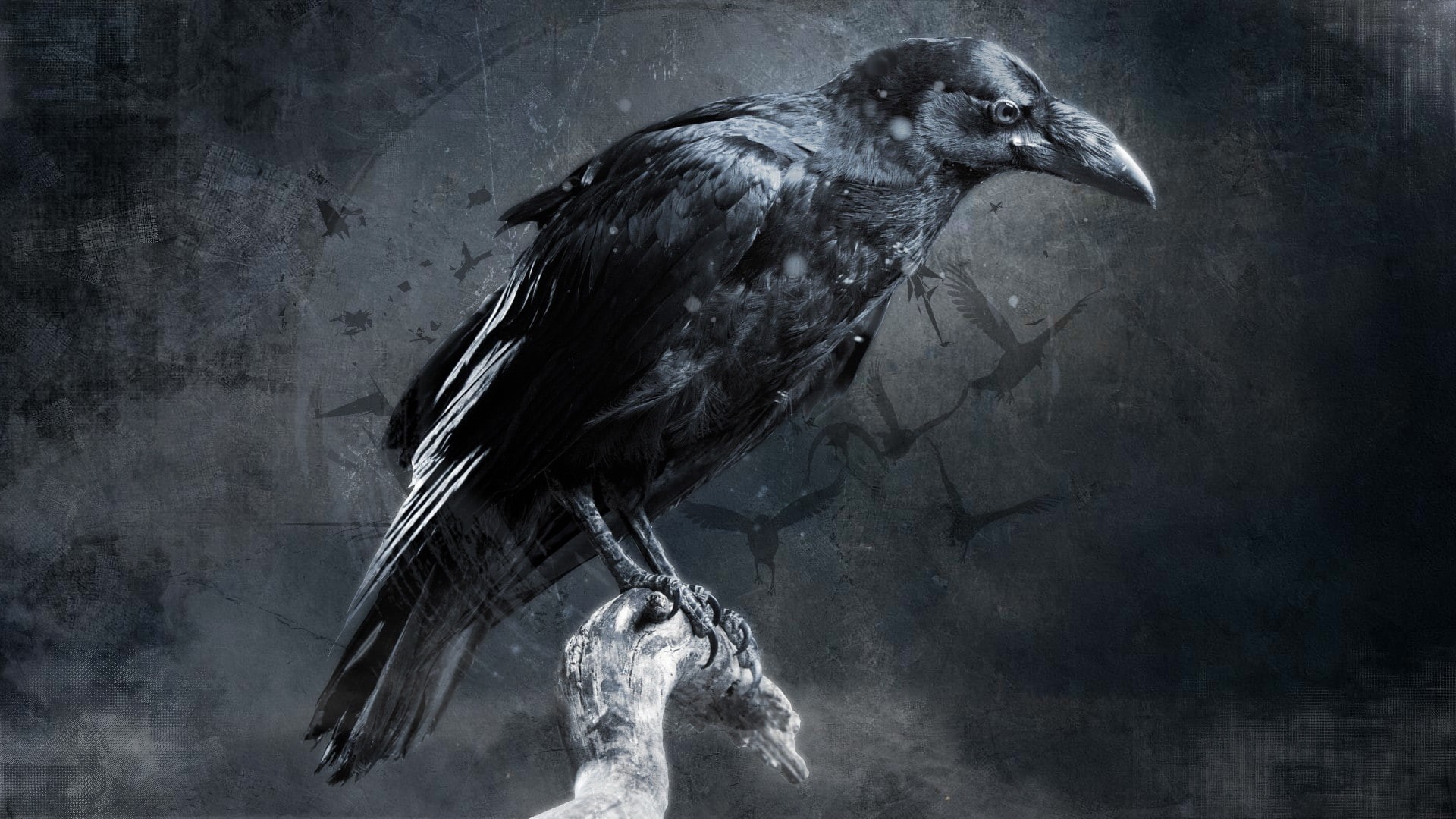 animal wildlife, close-up, day, perching, zoology, beak, vertebrate, digital art, bird, 1080P, nature, animal themes, raven - bird, no people, water, one animal, HD Wallpaper