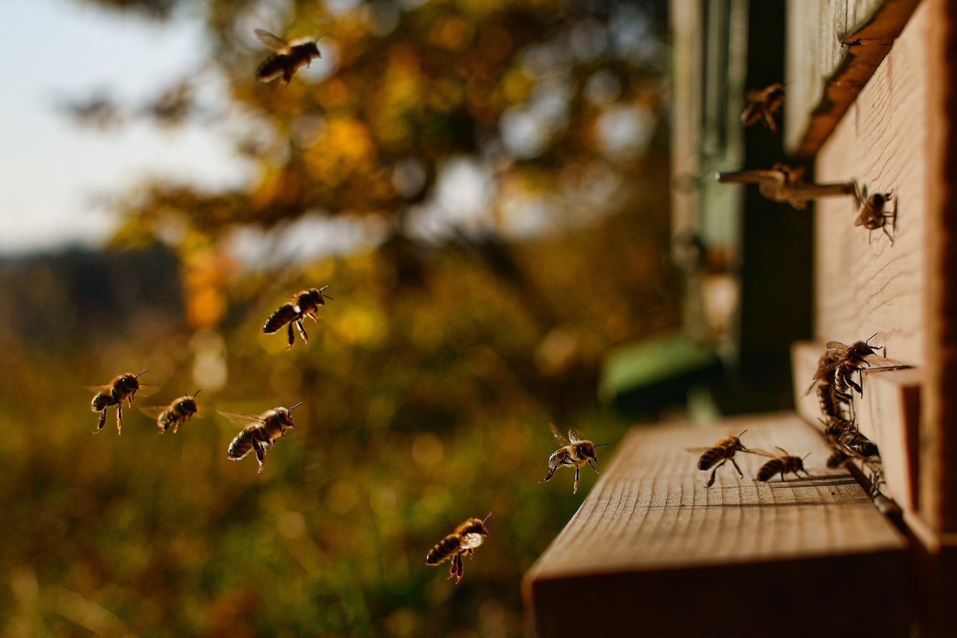 vertebrate, a bee flying into the hive, honey bee, selective focus, flying, nature, no people, animal themes, animals in the wild, animal, bee, large group of animals, HD Wallpaper