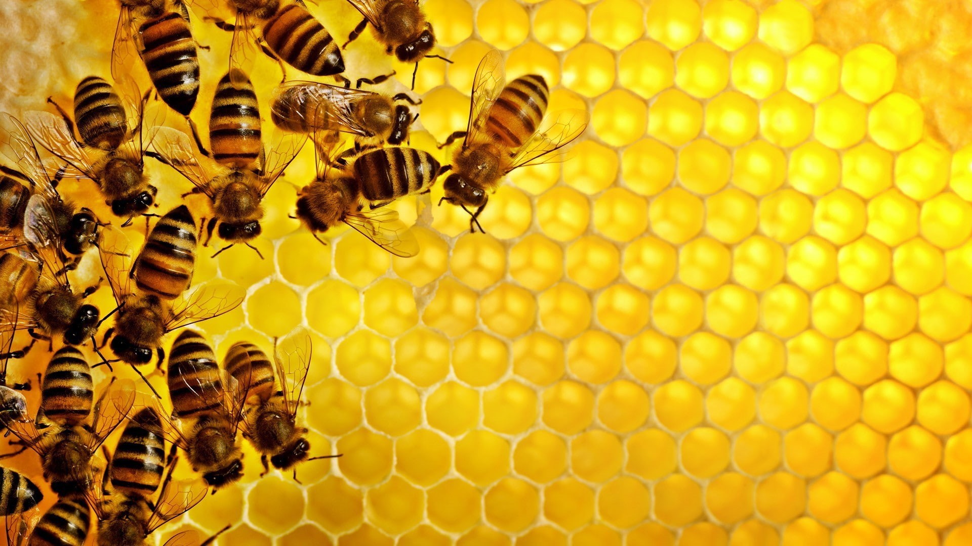 pattern, insect, honey, Texture, hexagon, Hive, geometry, 1080P, Bees, nature, yellow, HD Wallpaper