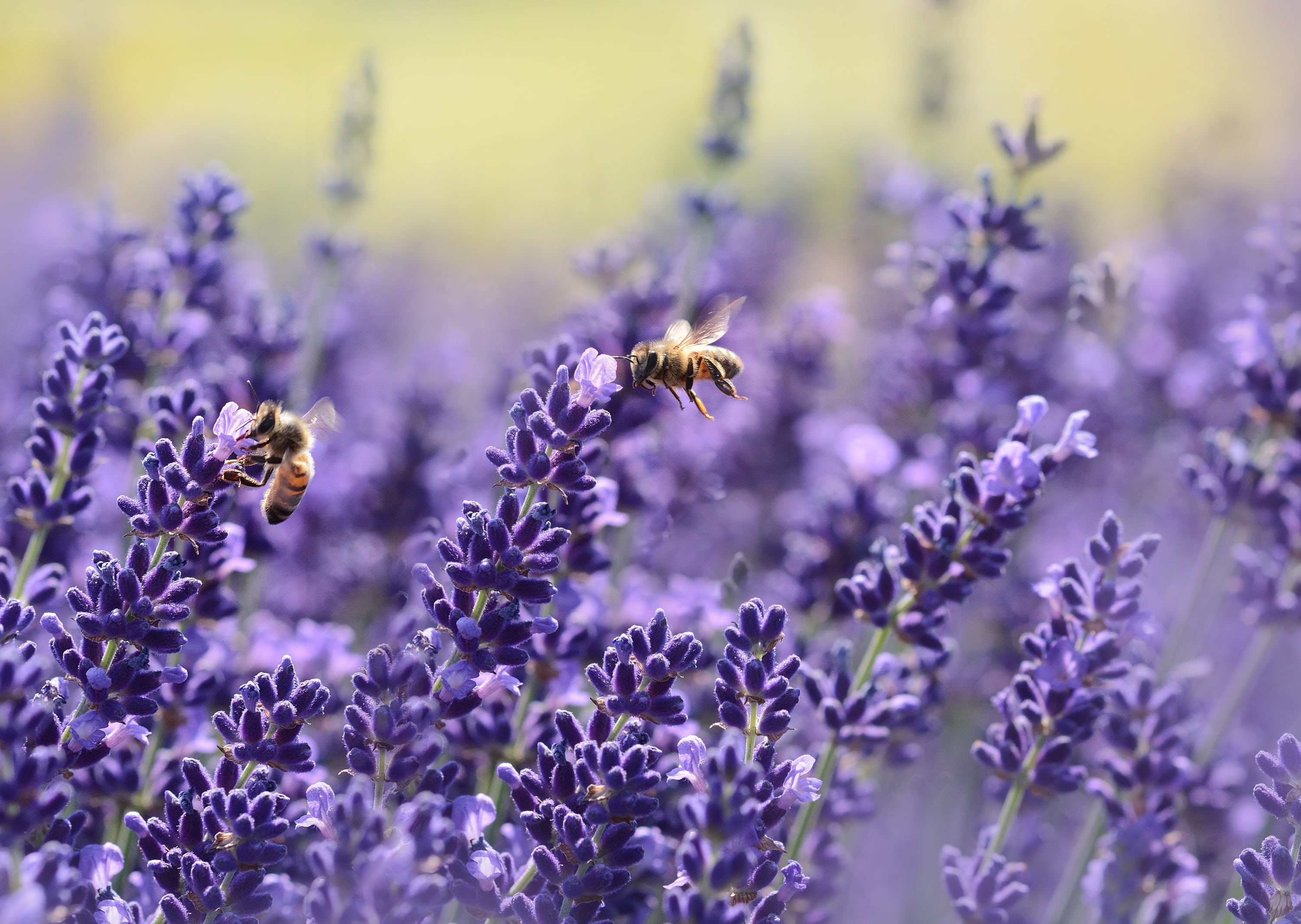 lavender fragrance, growth, petal, flower, no people, lavandula, flying insects, close-up, nectar, animal wildlife, invertebrate, animal, nature, pollination, HD Wallpaper