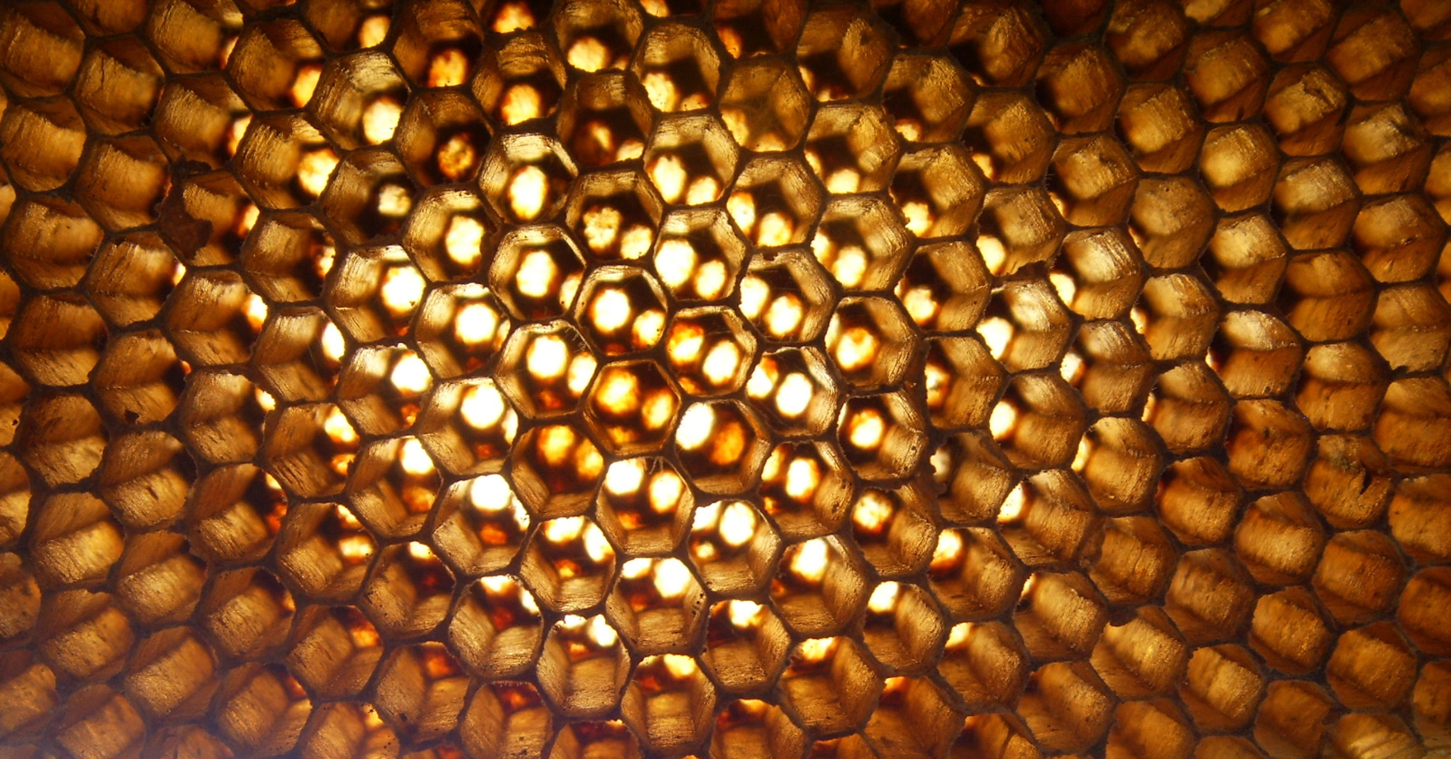 abundance, honeycombed, shiny, macro, pattern, comb, backgrounds, industrious, beautiful, close-up, shape, africa, large group of objects, apis, intricate, HD Wallpaper