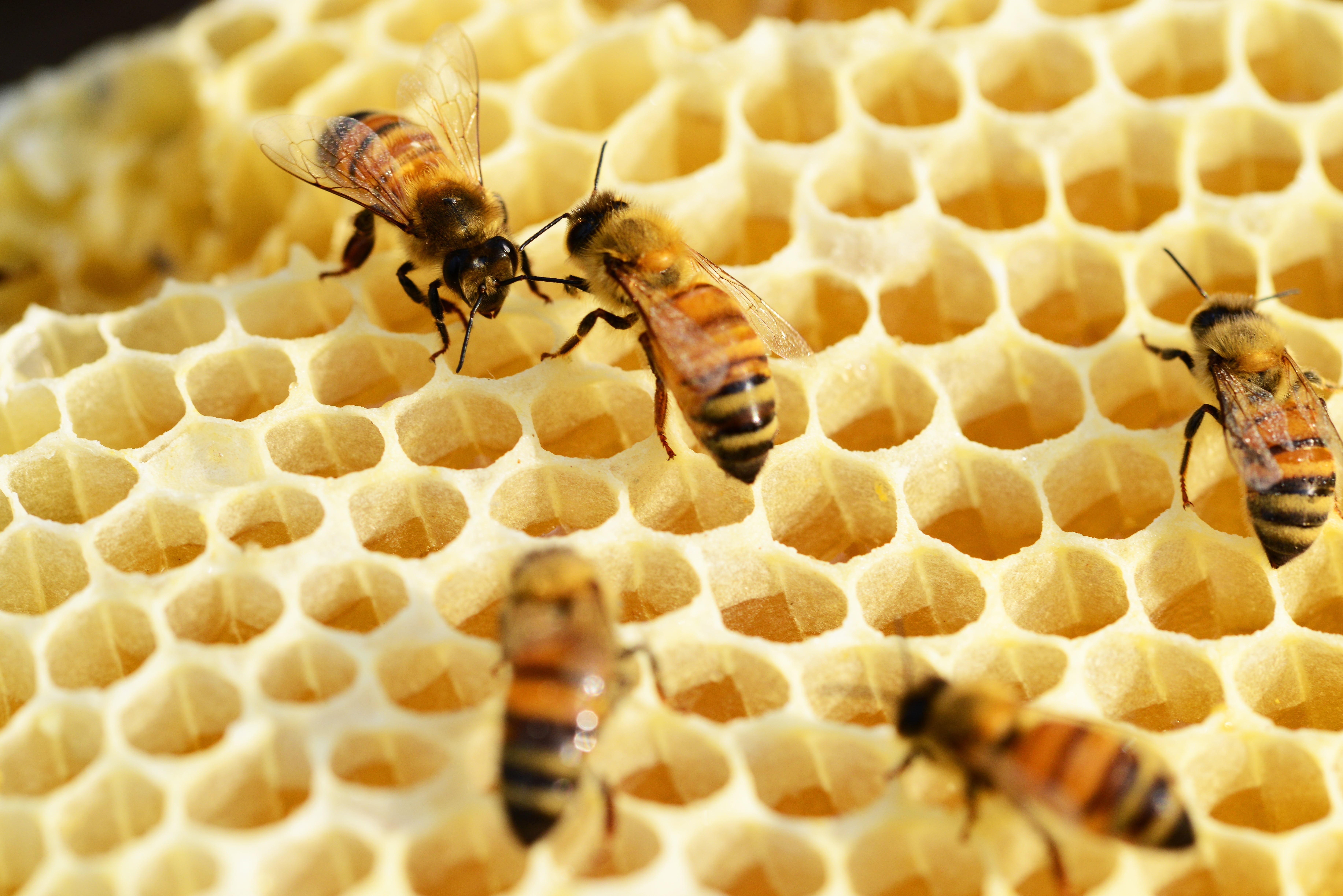 close, beeswax, buckfast, animal, close-up, insect, beehive, honeybees, group of animals, selective focus, large group of animals, animals in the wild, HD Wallpaper