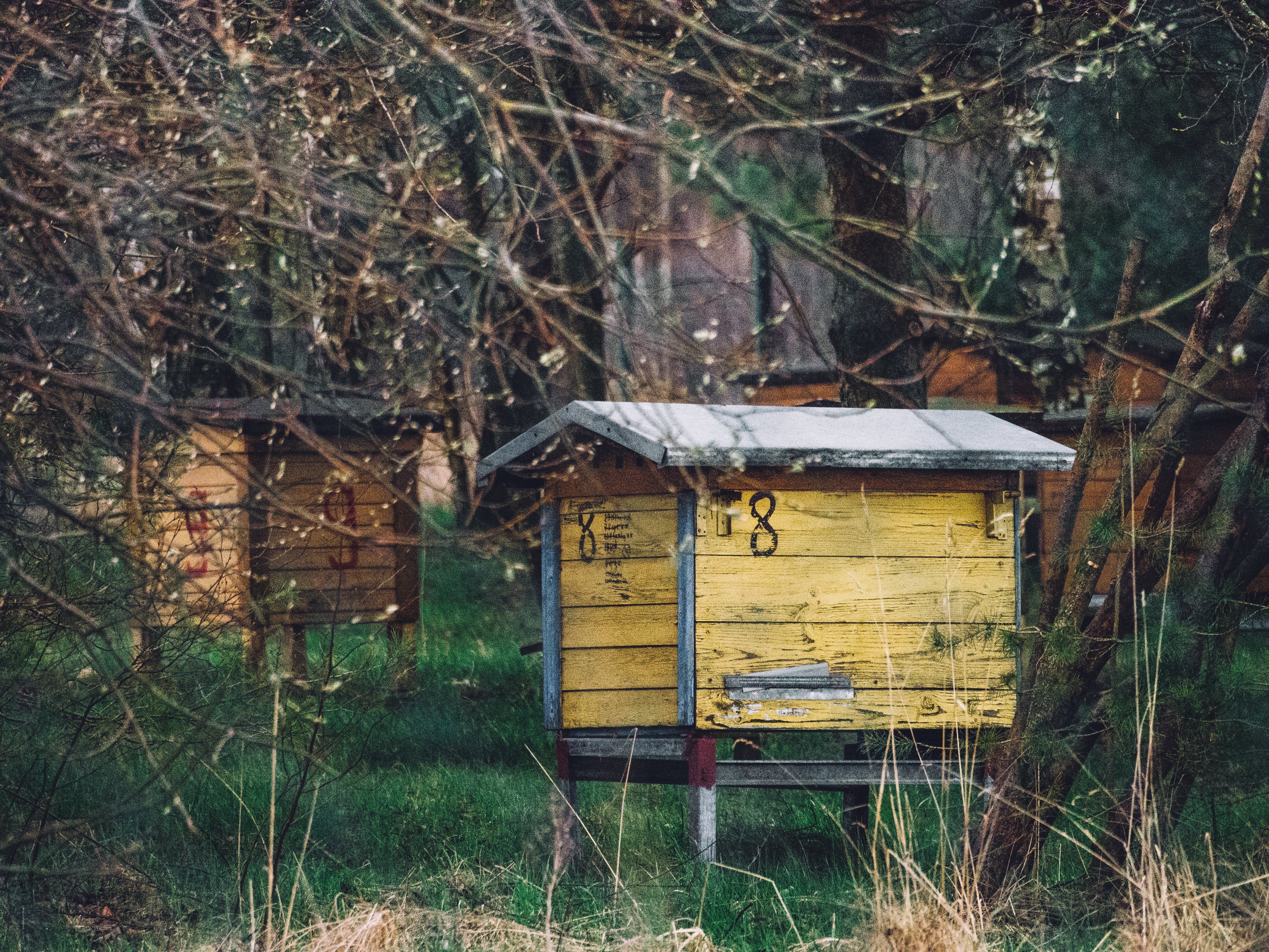 shelter, no people, farm, trunk, beekeeping, apiculture, empty, animal themes, bee, wood - Material, grass, plant, woods, environment, animal wildlife, HD Wallpaper