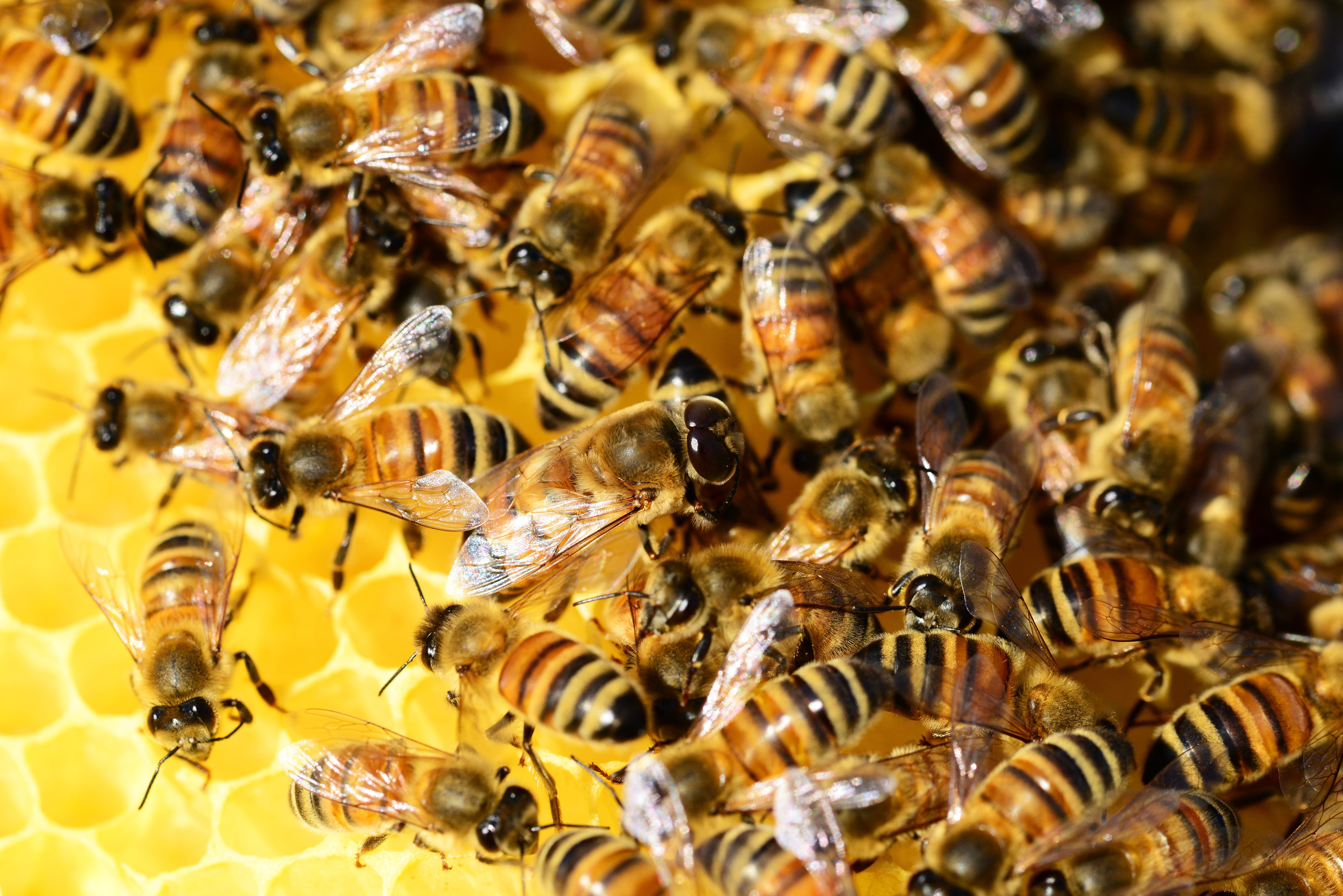 brood, group of animals, nature, animal themes, 5K, invertebrate, bee, detail, large group of animals, Honey, macro, food, bees, swarm of bees, stripes, HD Wallpaper