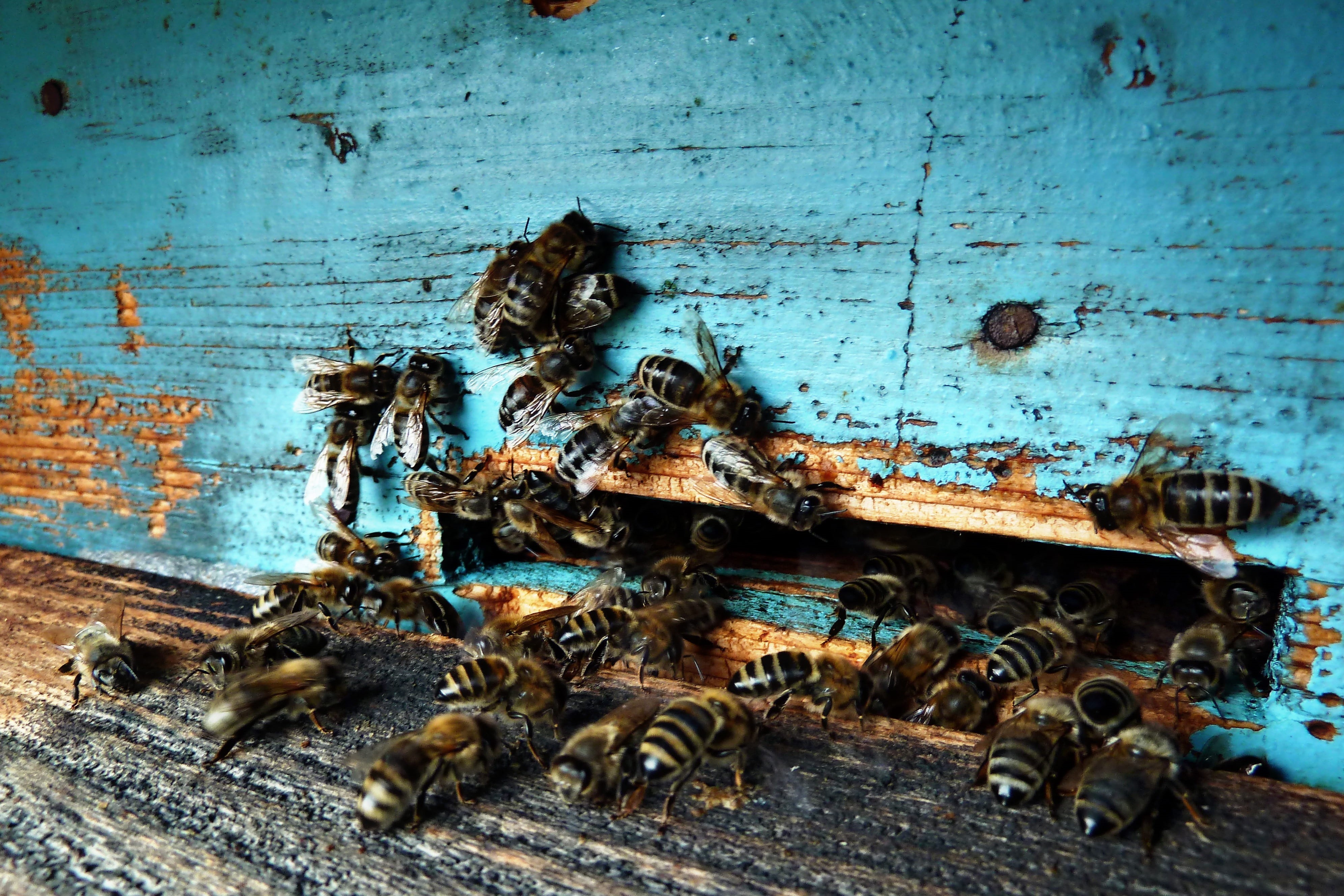 nature, 4K, metal, close-up, weathered, hives, beeyard, no people, day, invertebrate, animal wildlife, large group of animals, animals in the wild, animal, HD Wallpaper