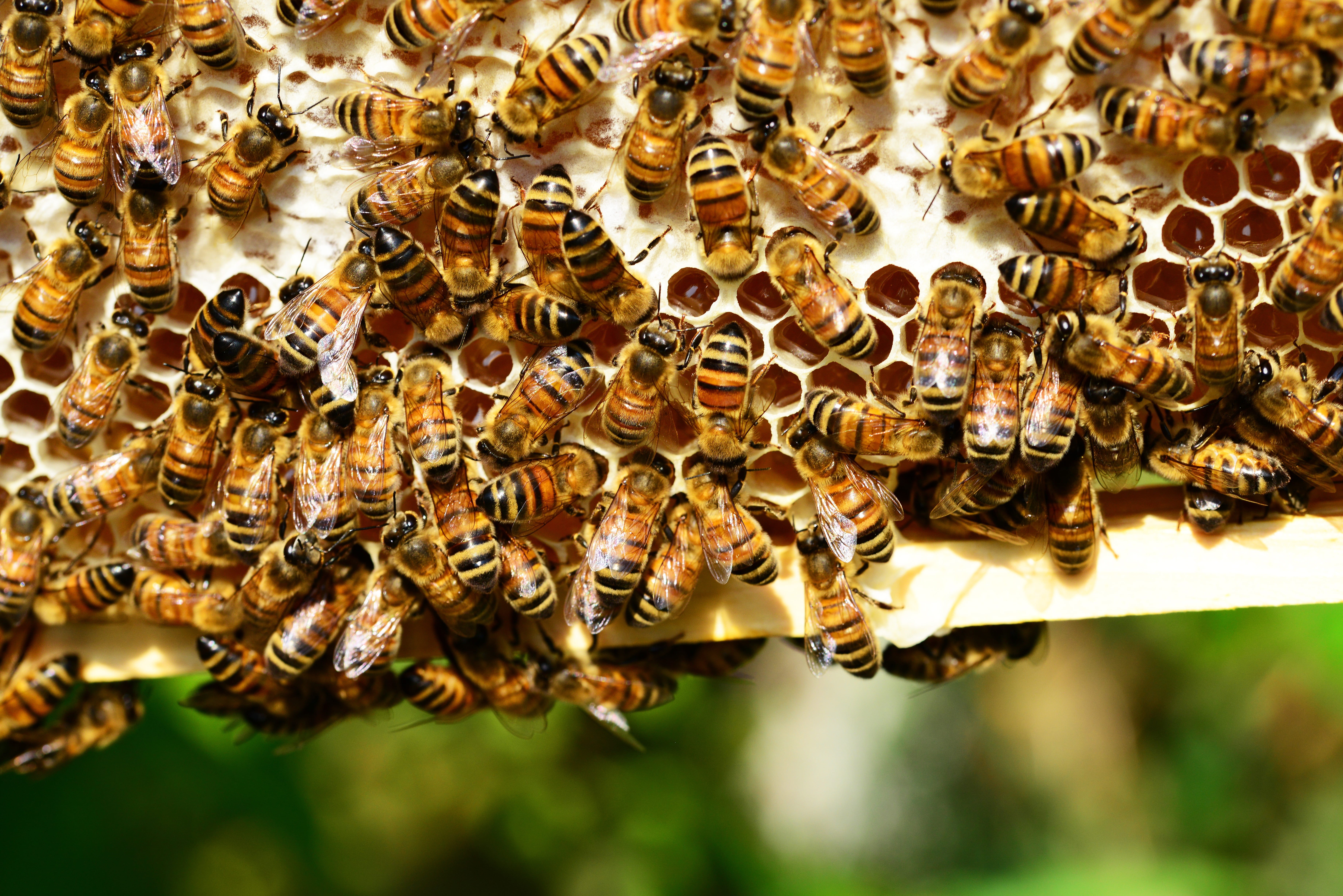 honey bees, yellow, no people, capping honey, insects, honey, macro, colony, animal, animals in the wild, honey bee, stripes, invertebrate, day, abundance, HD Wallpaper