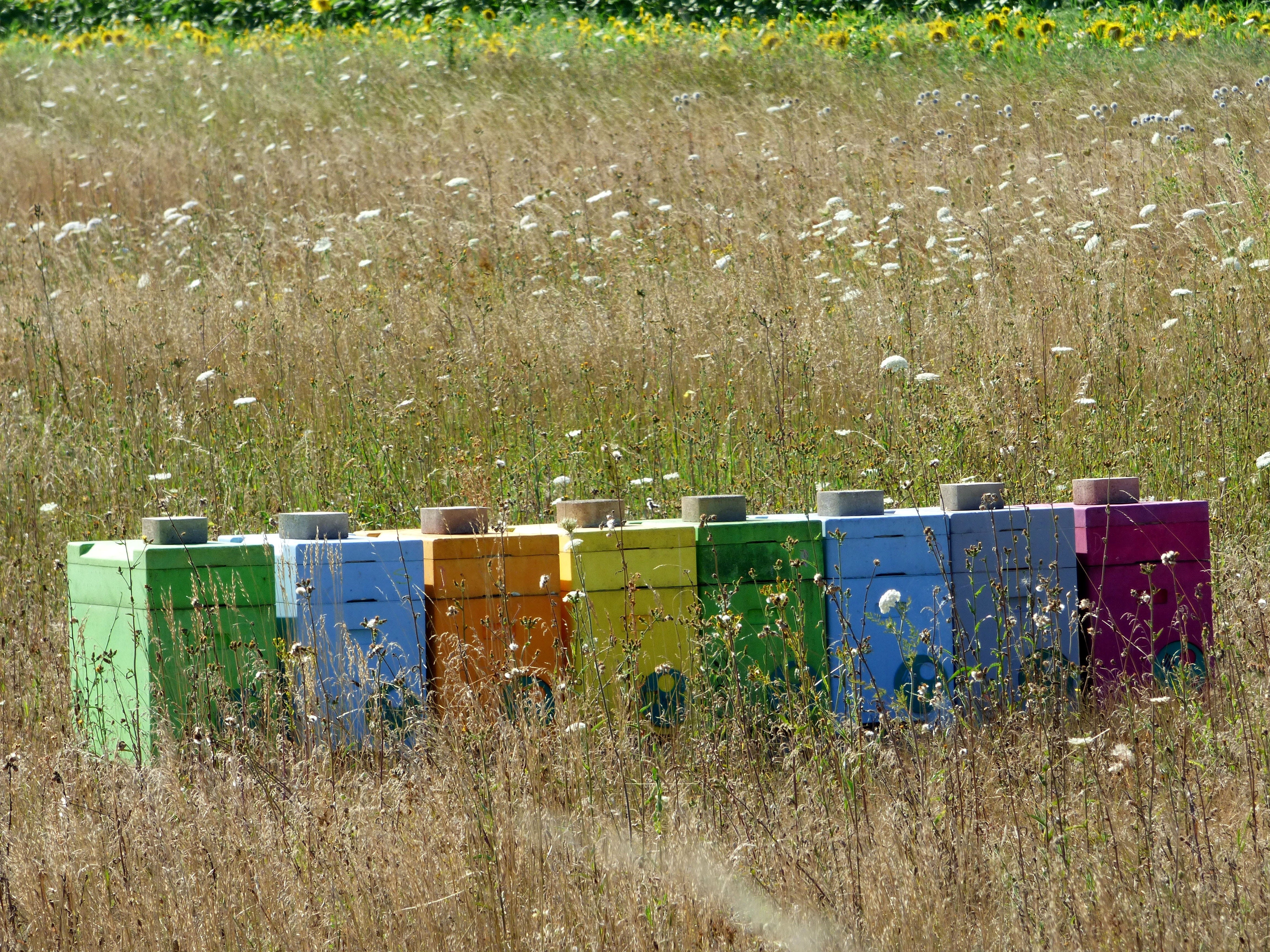 plant, wild, growth, no people, container, landscape, tranquility, day, beauty in nature, outdoors, flower, wood - material, beekeeping, bees, pollen, in a row, HD Wallpaper