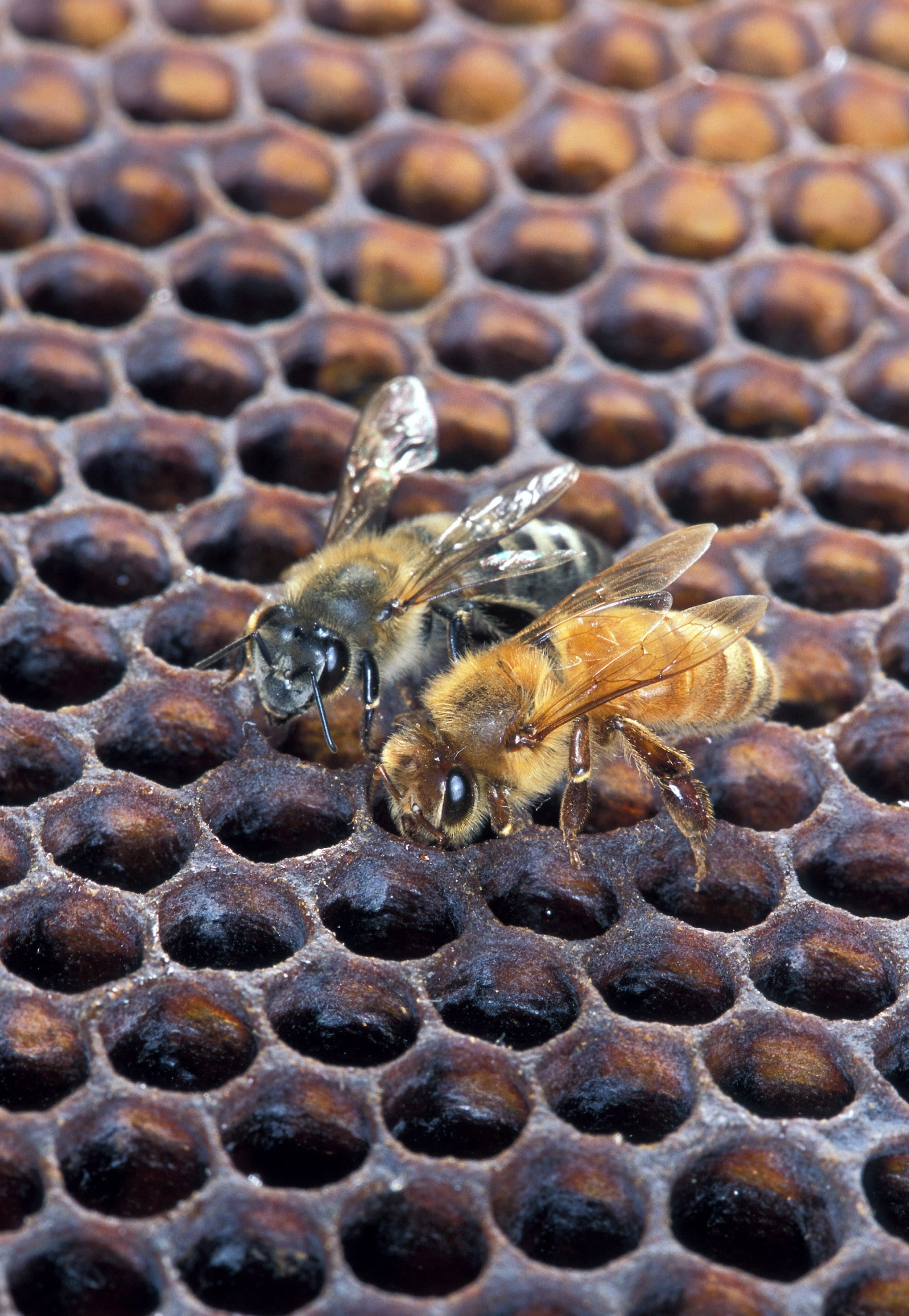 one animal, bee, nature, African Honeybee, animals in the wild, apis mellifera scutellata, beekeeping, beauty in nature, pattern, no people, close-up, macro, Phone HD Wallpaper